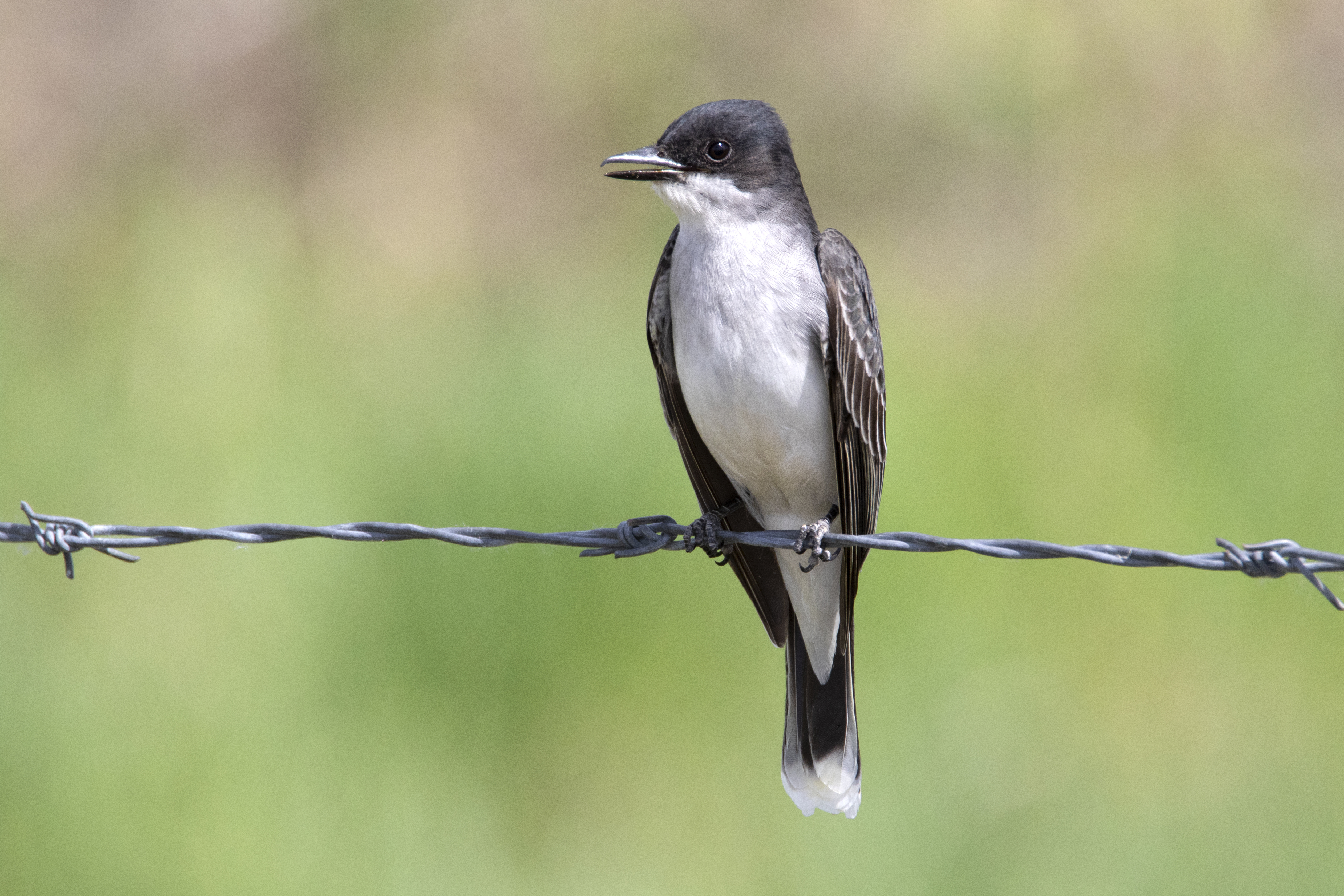 Eastern Kingbird