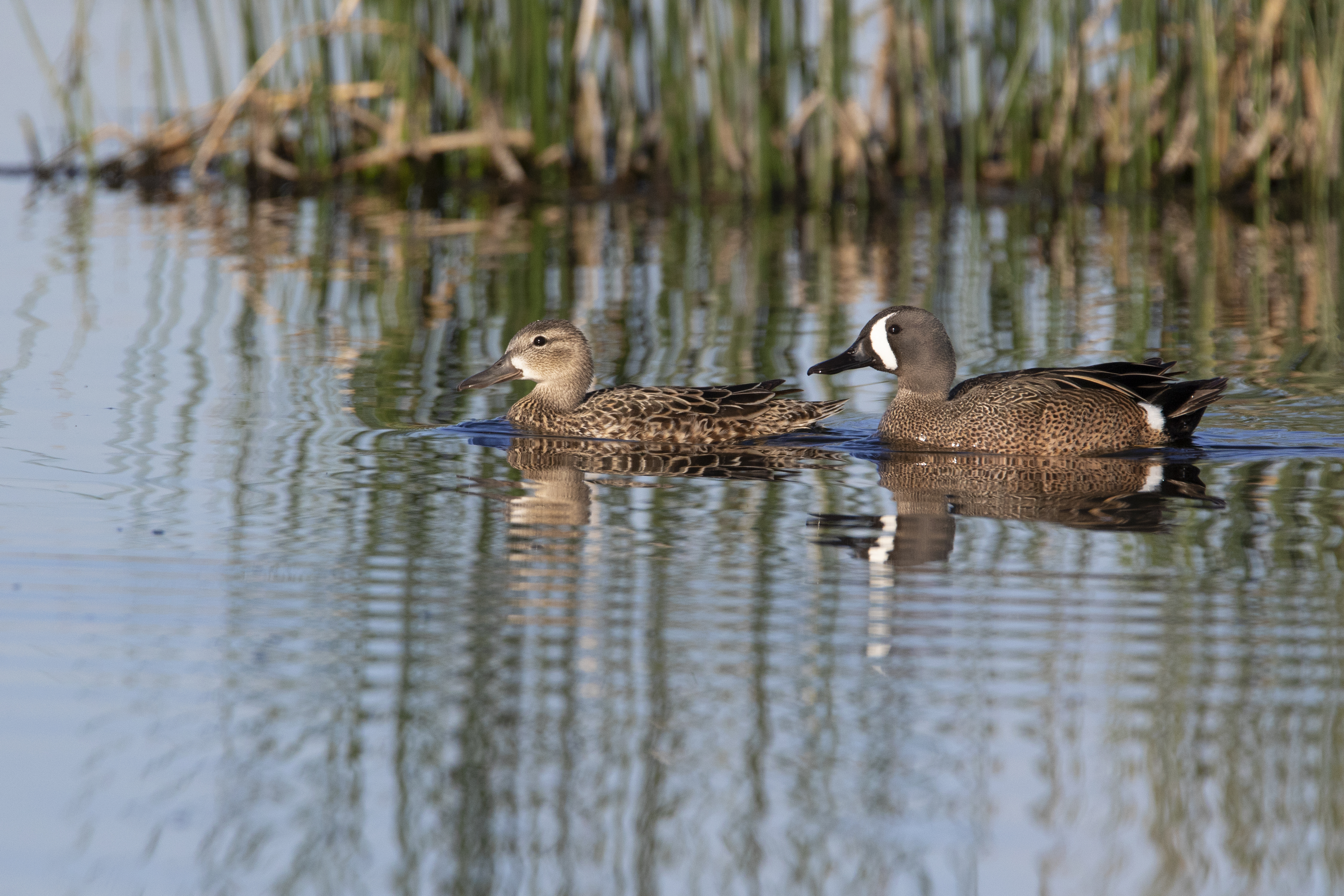 Blue-winged Teal Pair