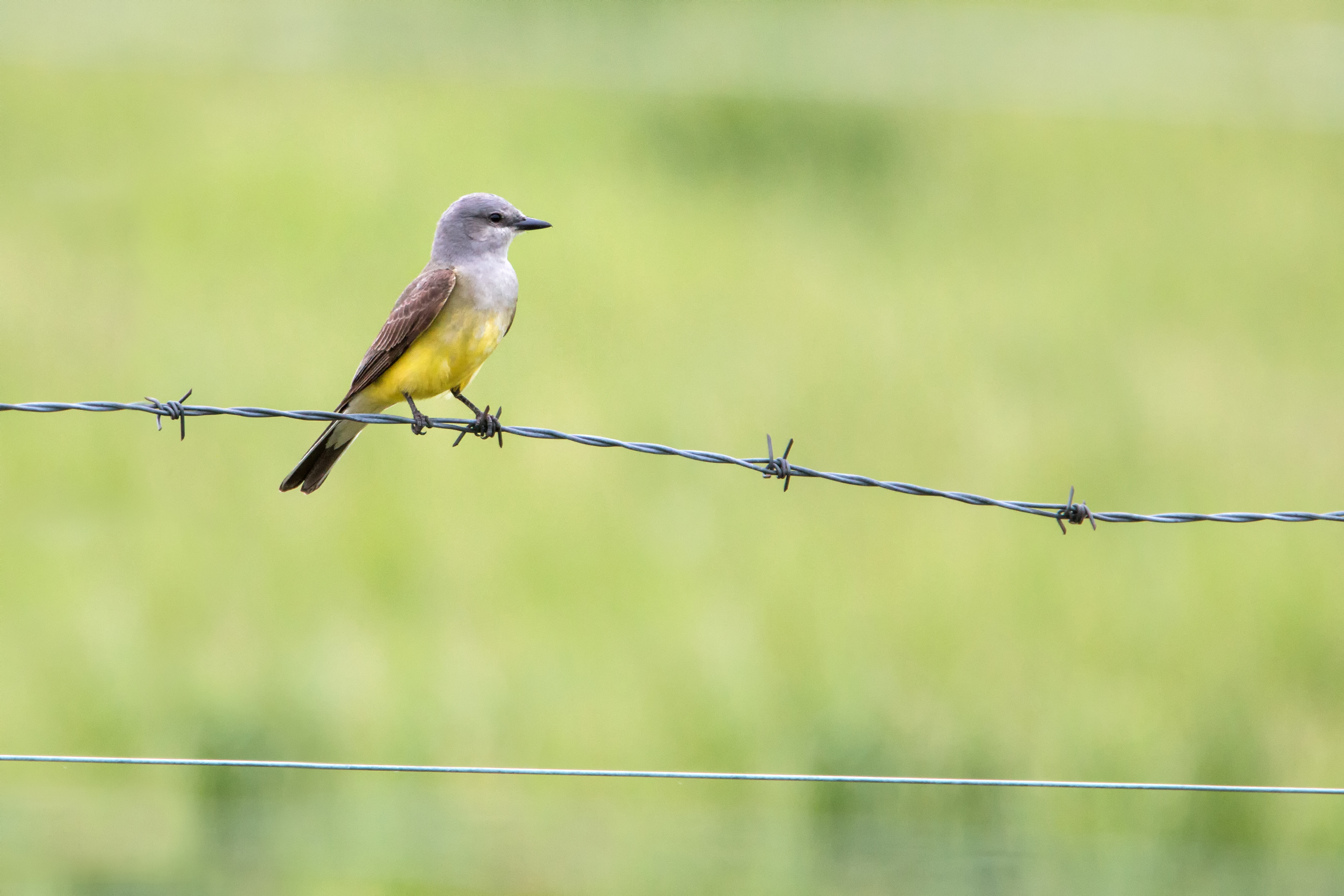 Western Kingbird