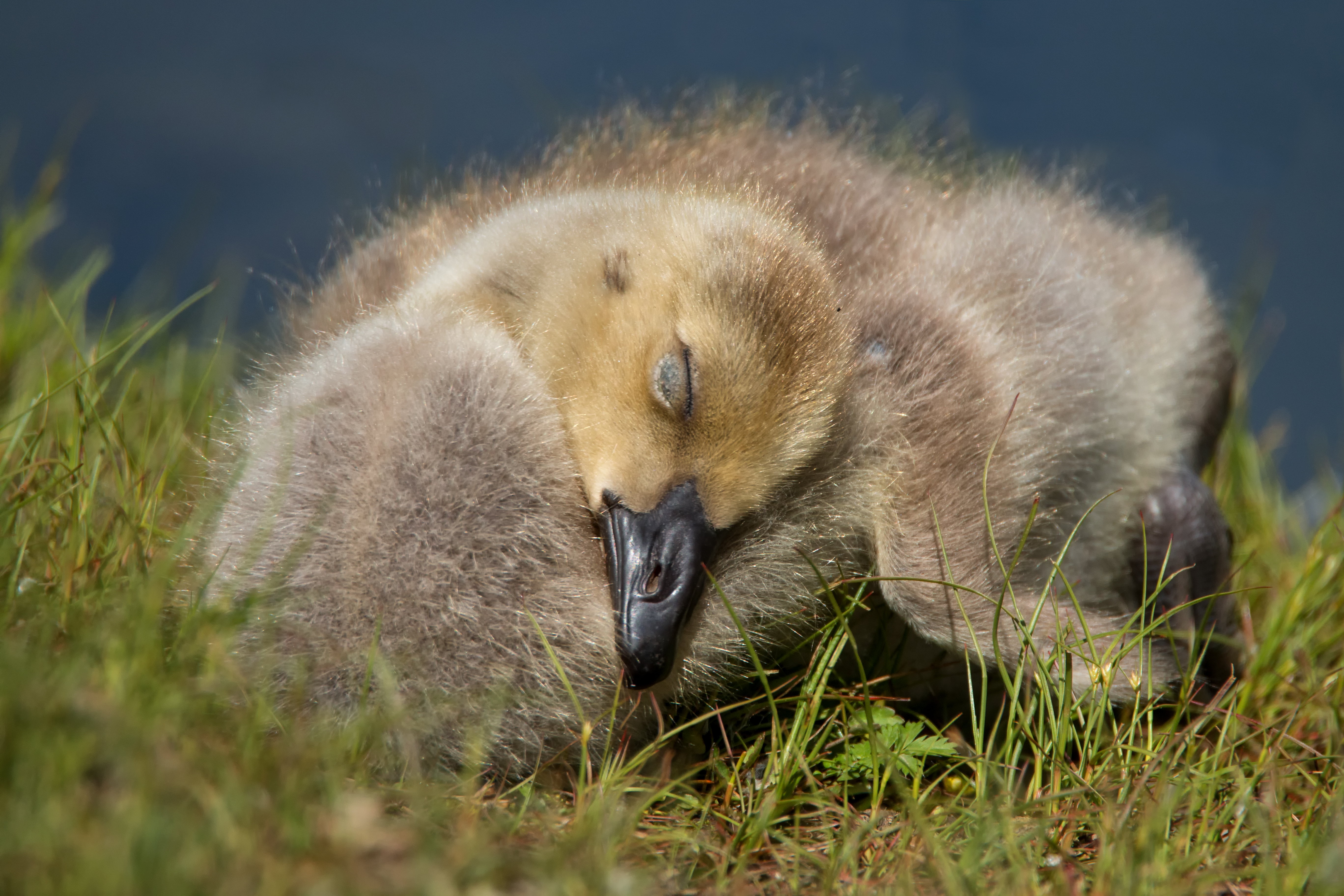 Sleepyhead