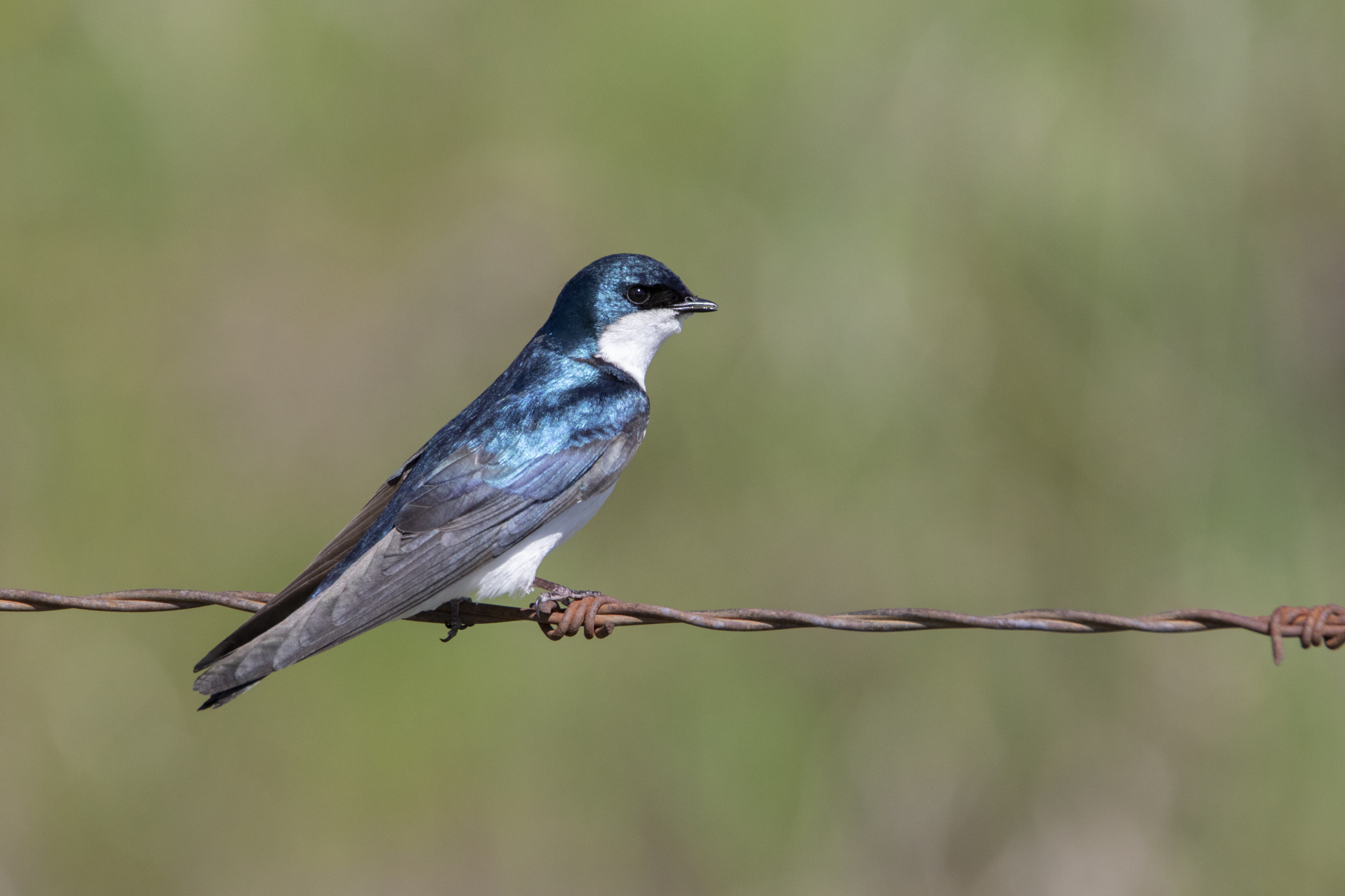 Tree Swallow