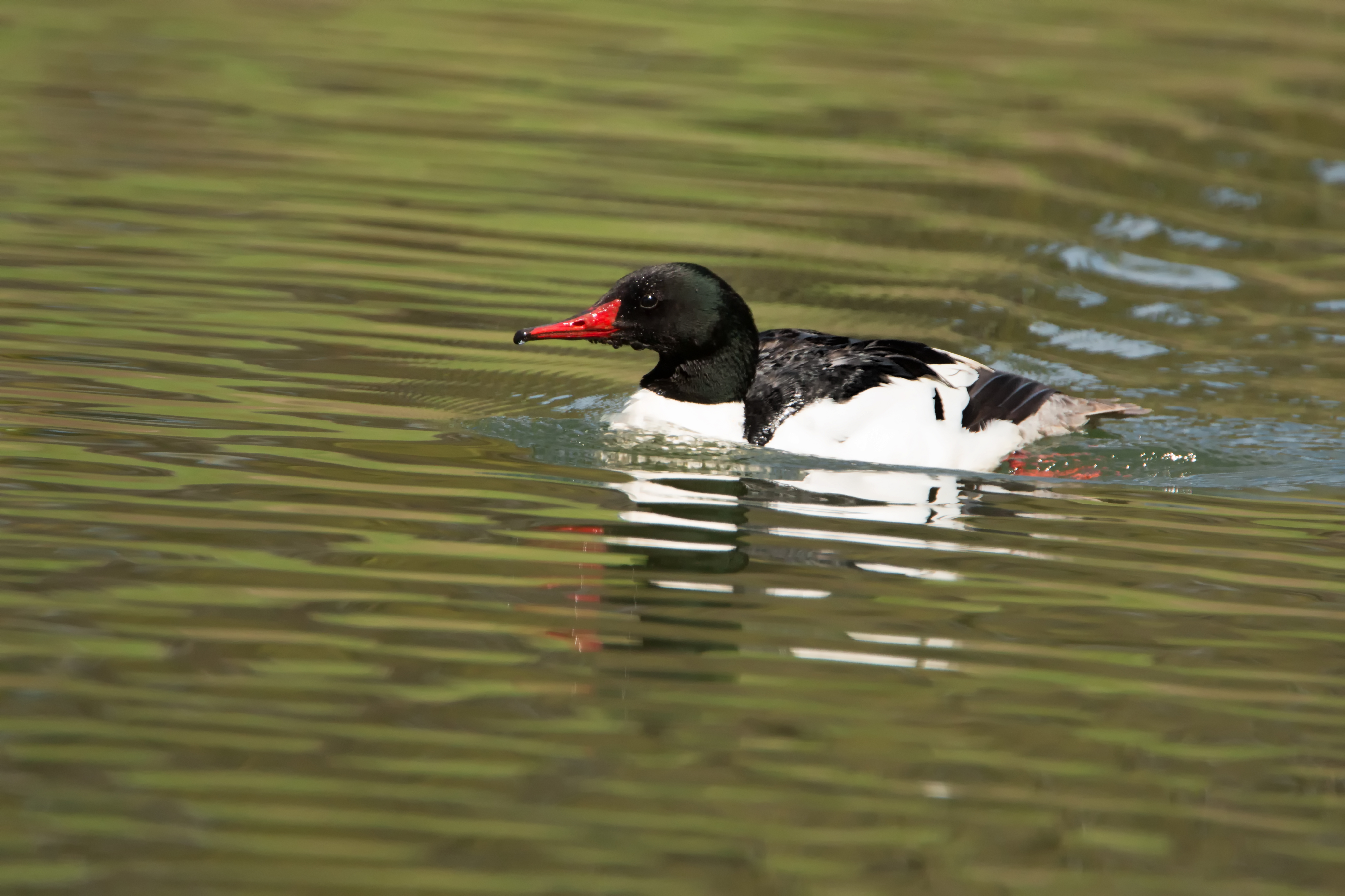 Male Merganser