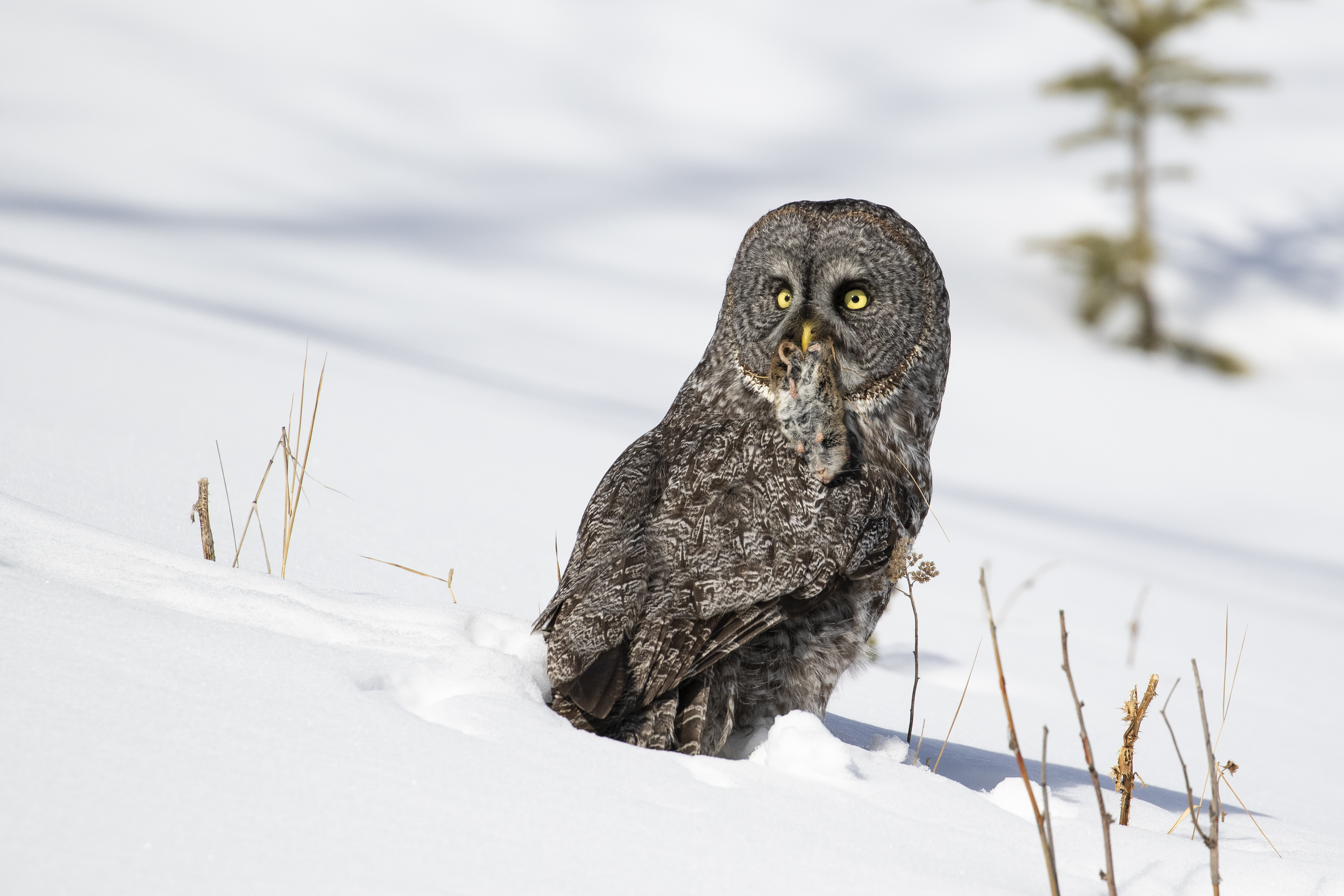 Great Gray Owl with prey