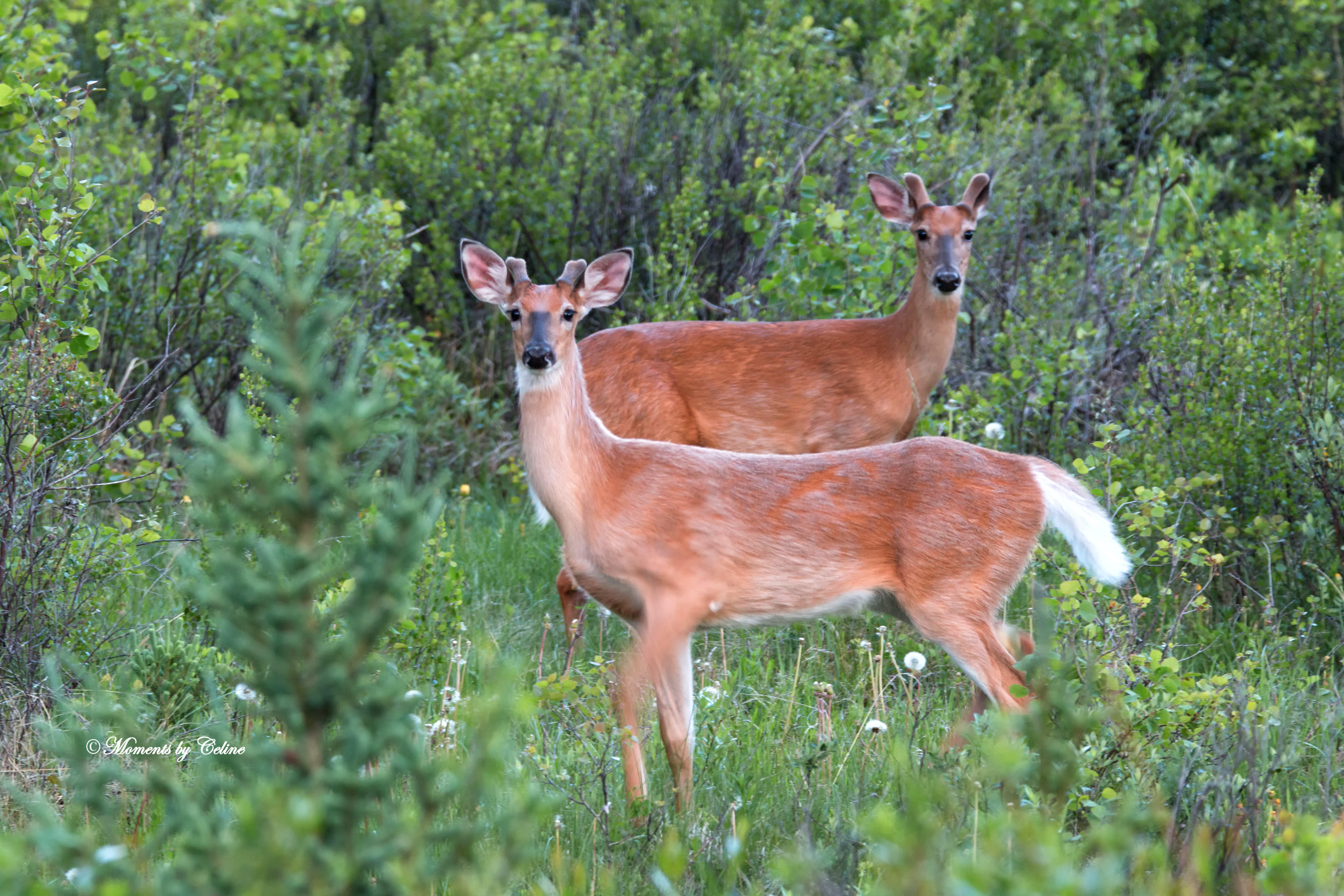 White-Tailed Deer