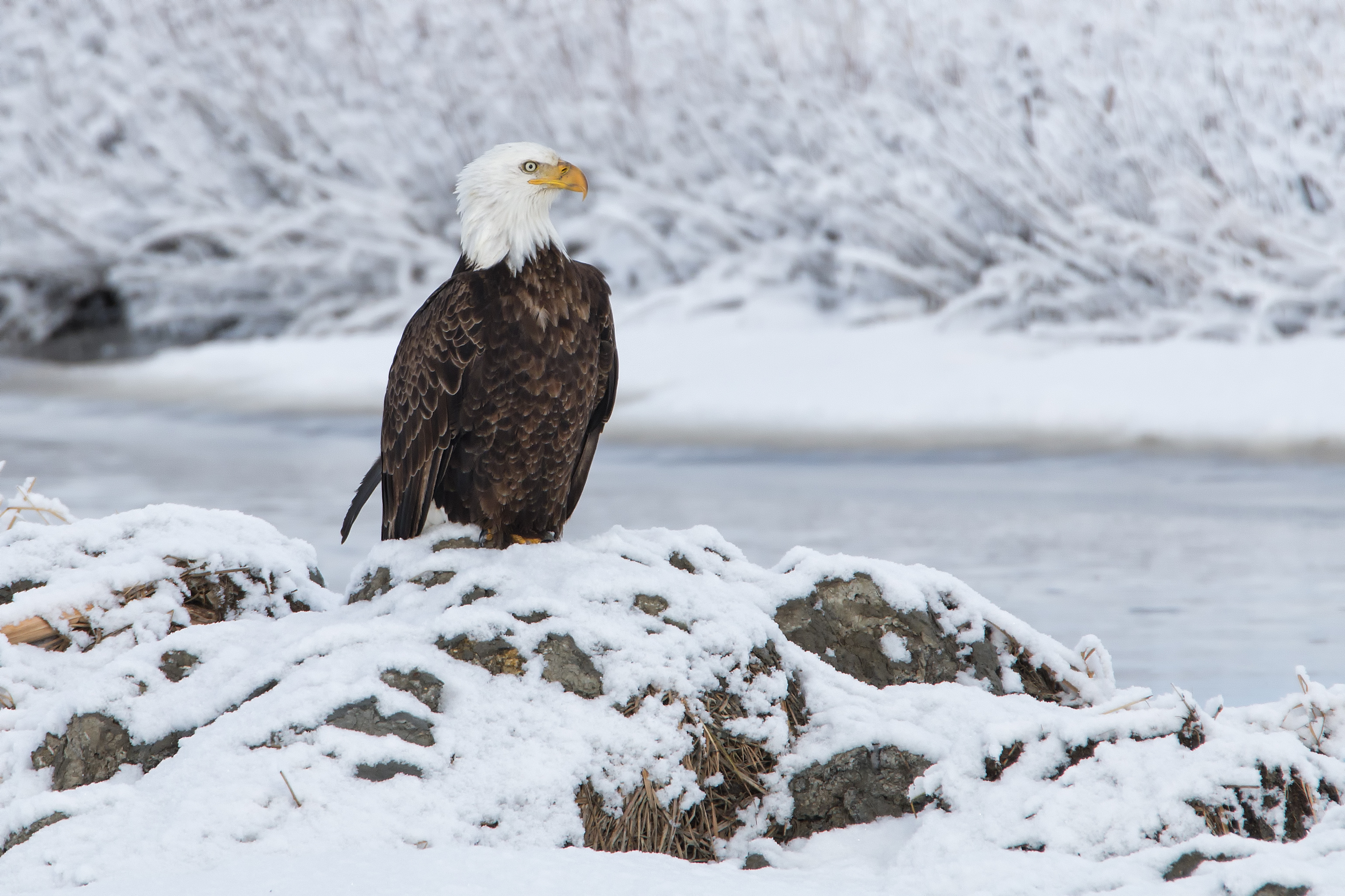Eagle Close up