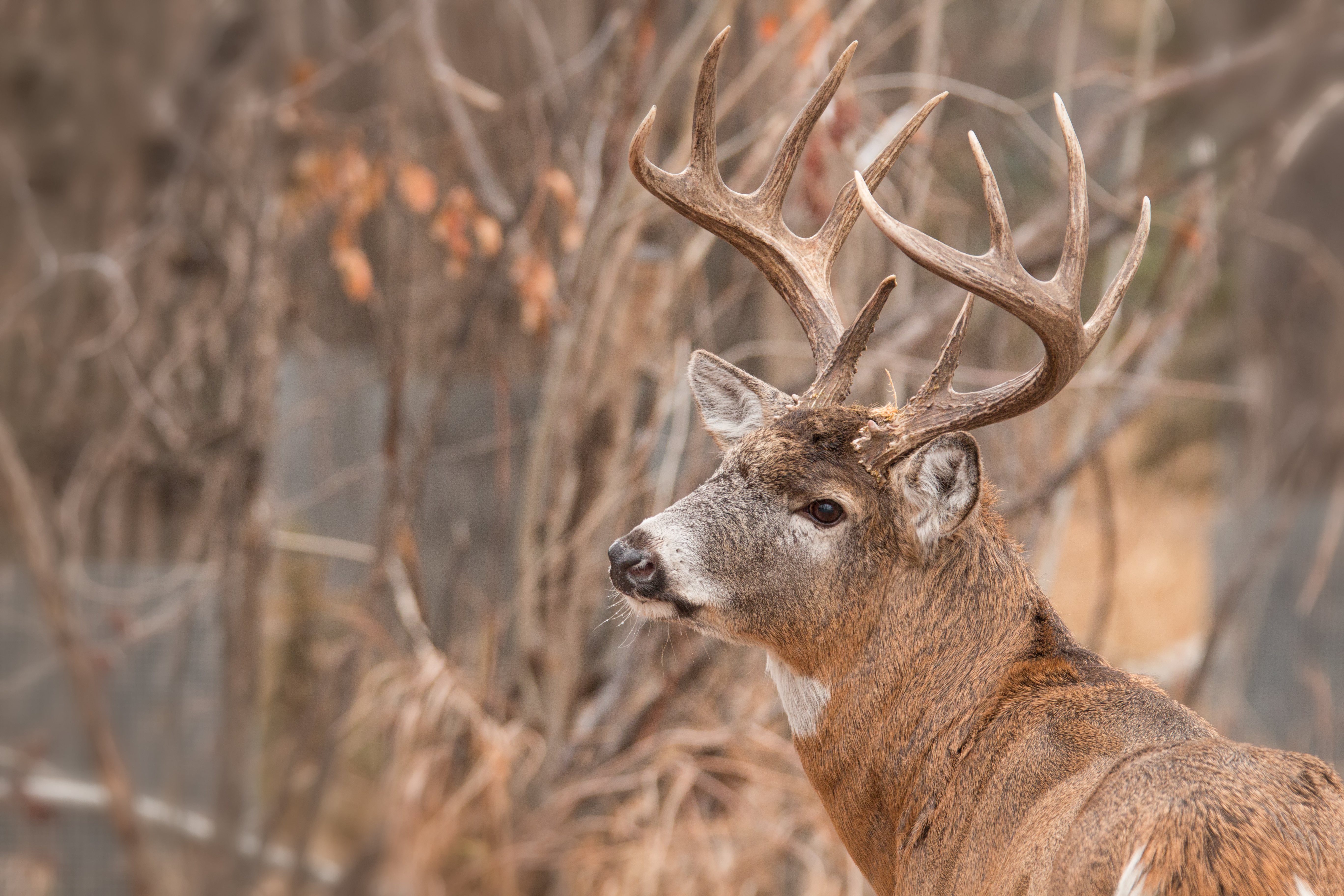 White tailed buck