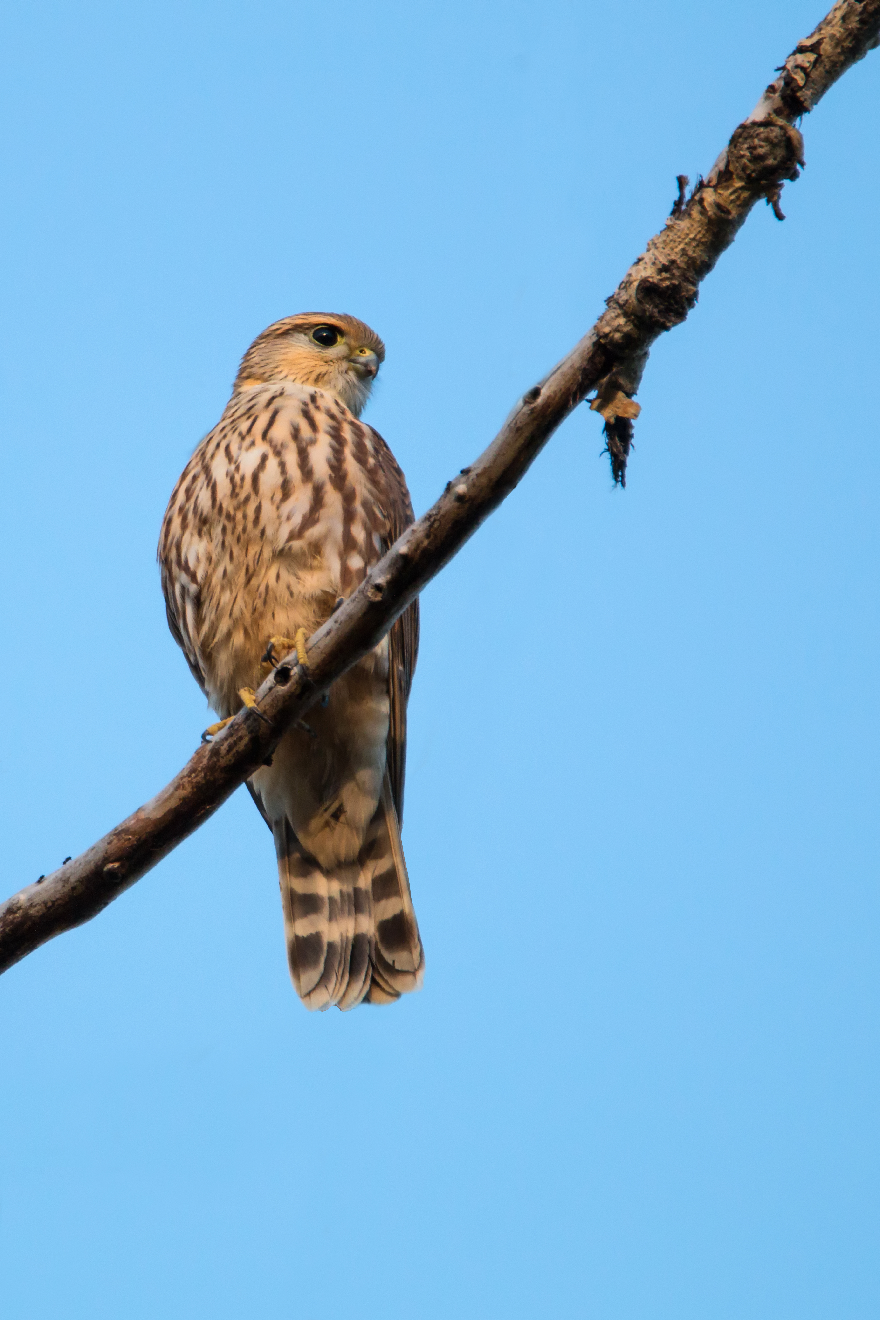 Merlin