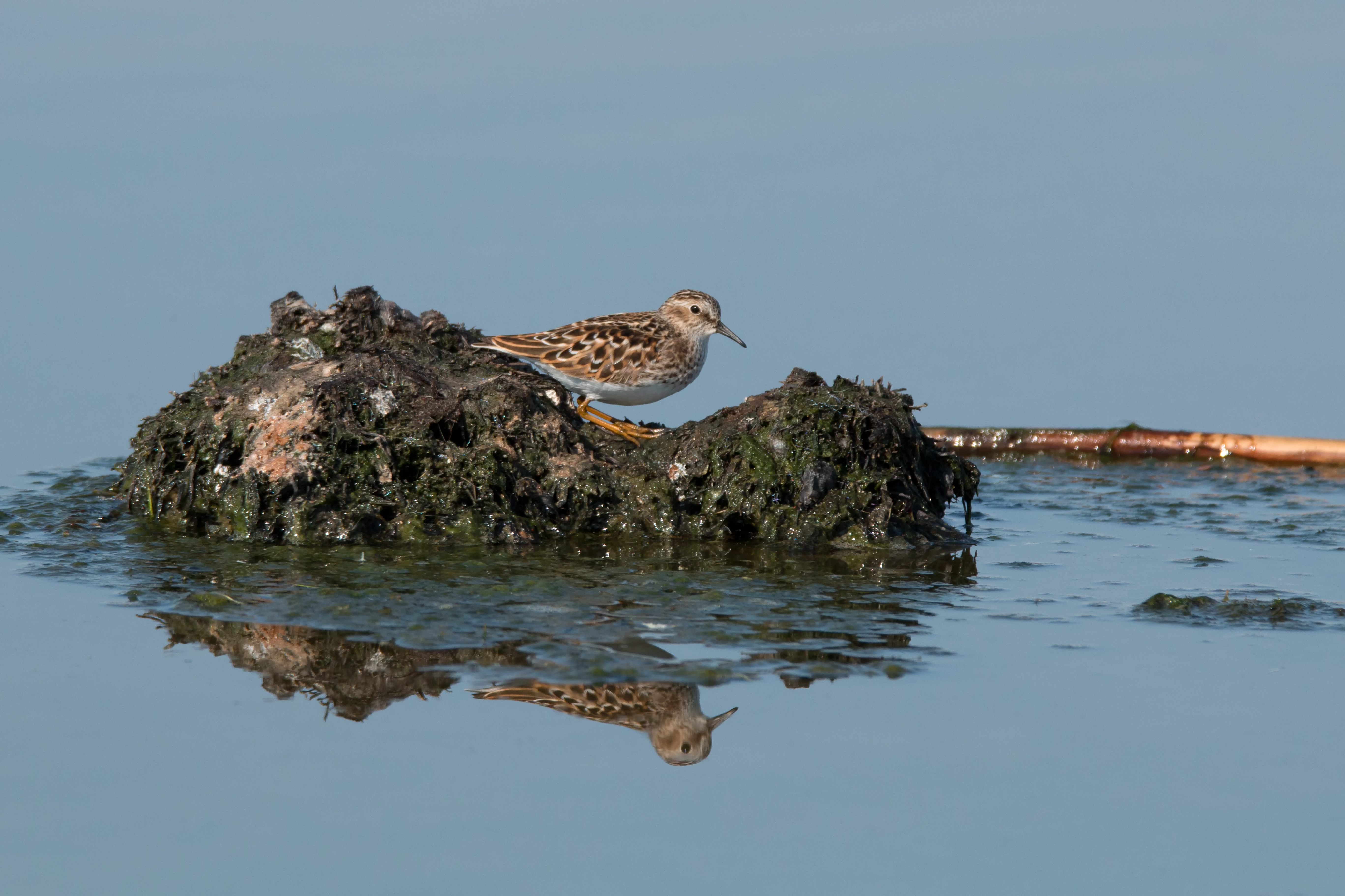 Solitary Sandpiper