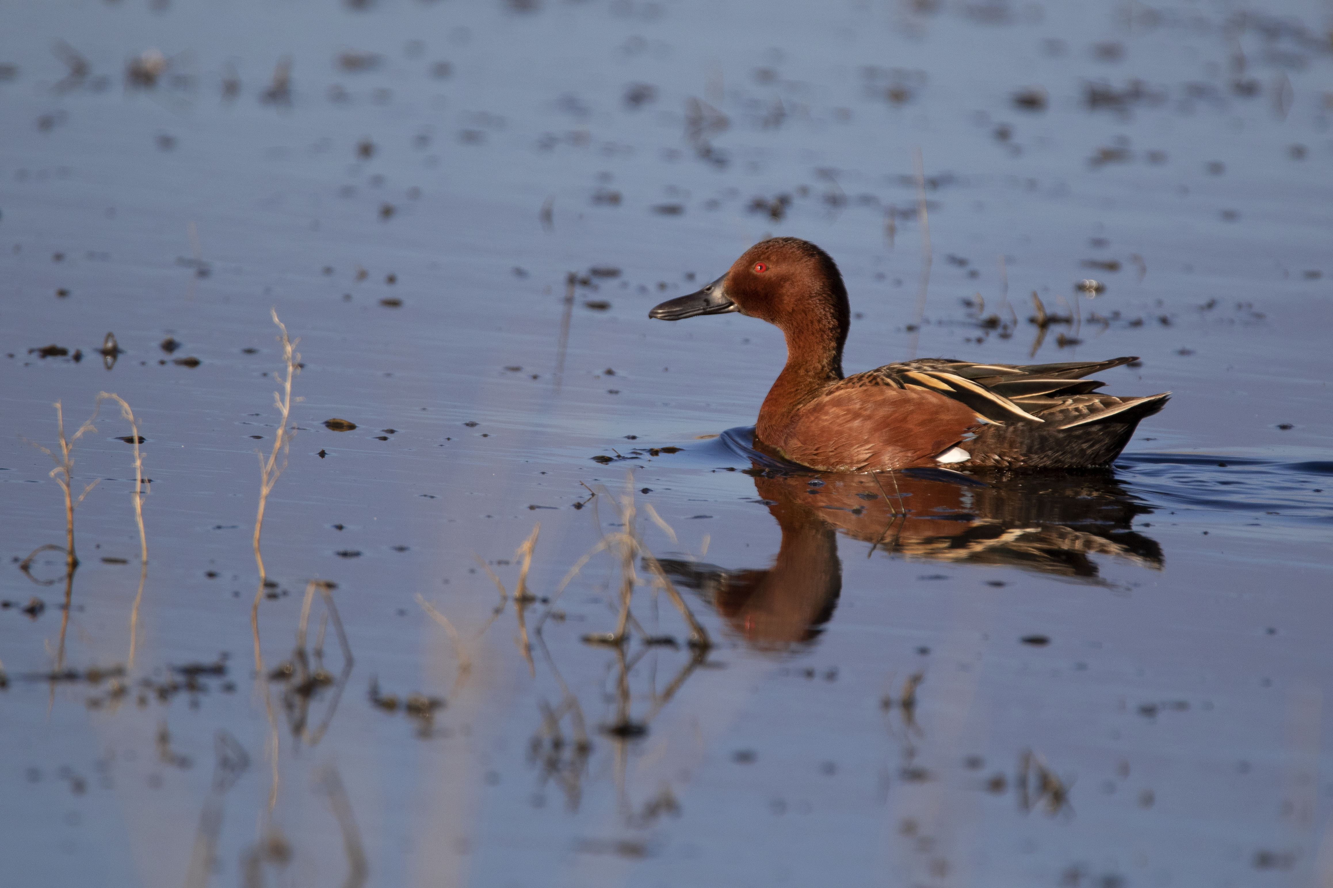 Cinnamon Teal