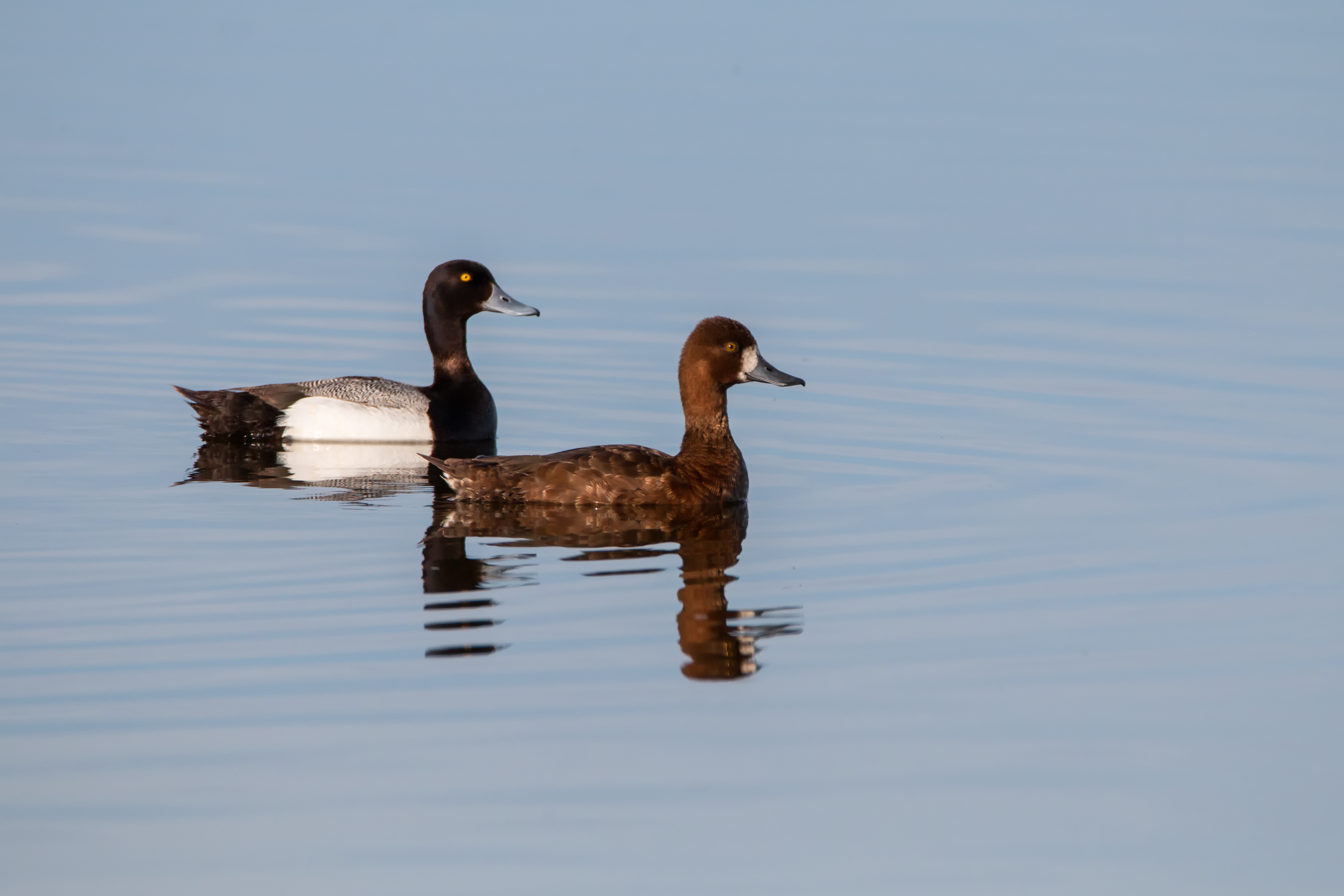 Lesser Scaup pair