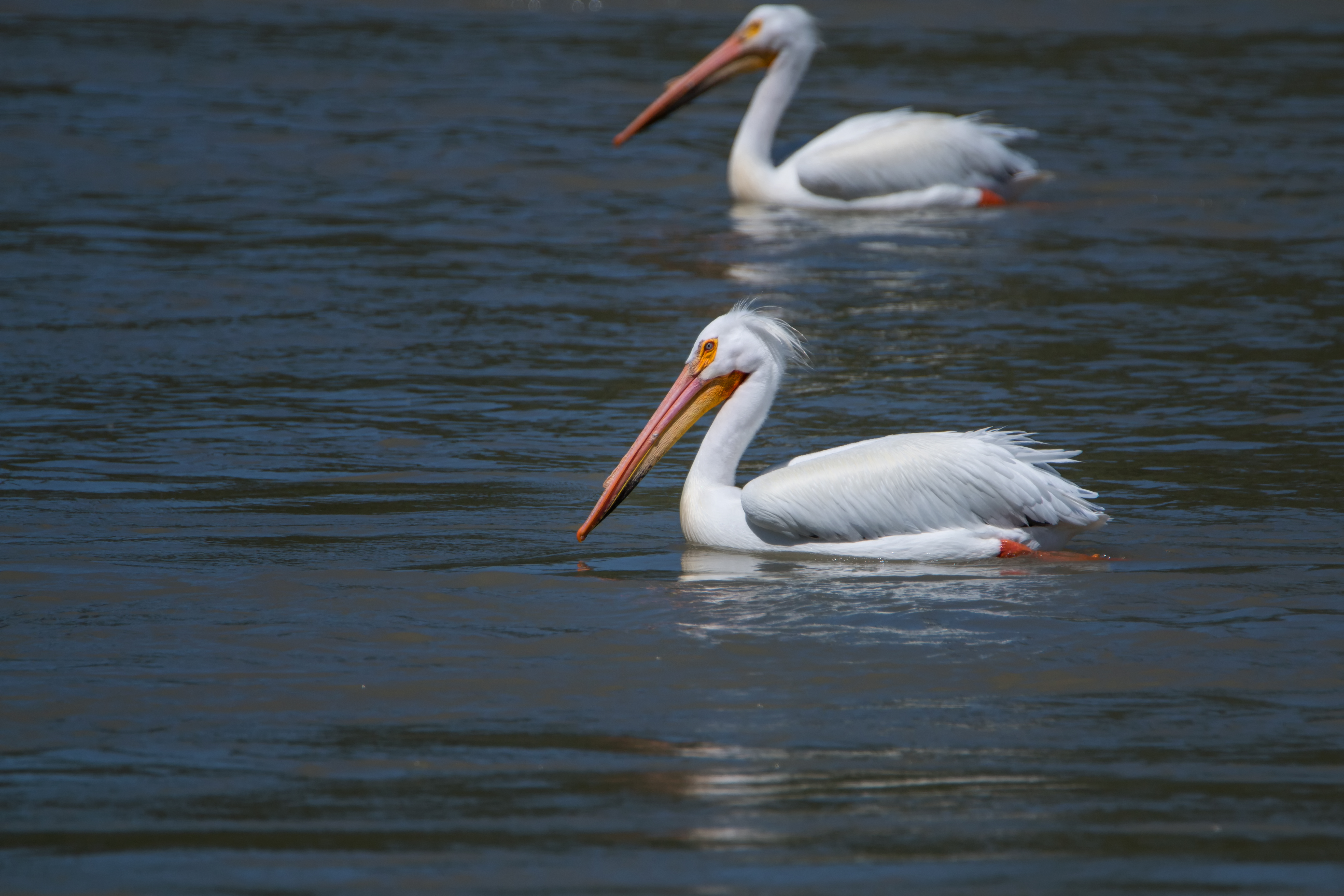 Elegant Pelican