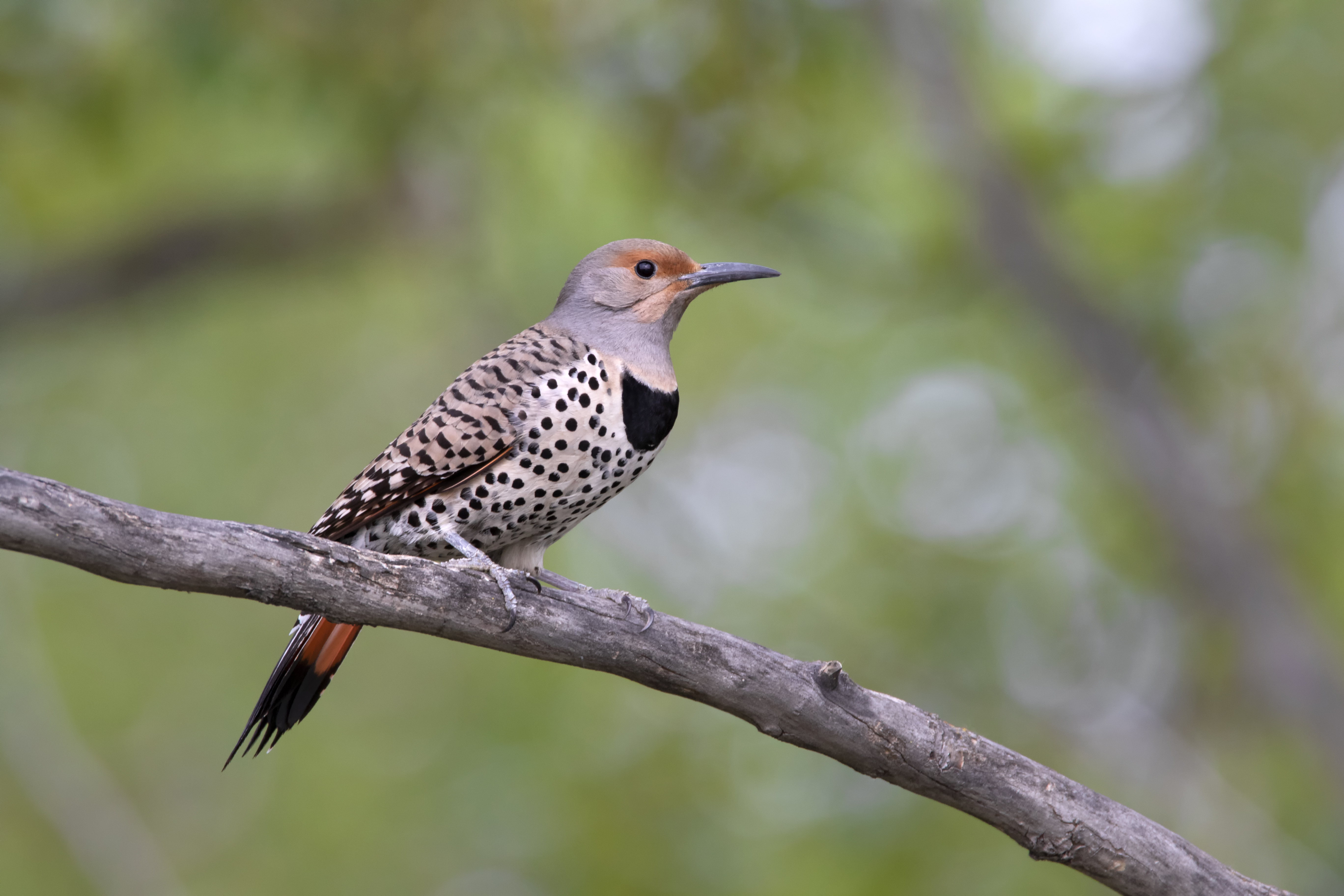 Female Northern Flicker