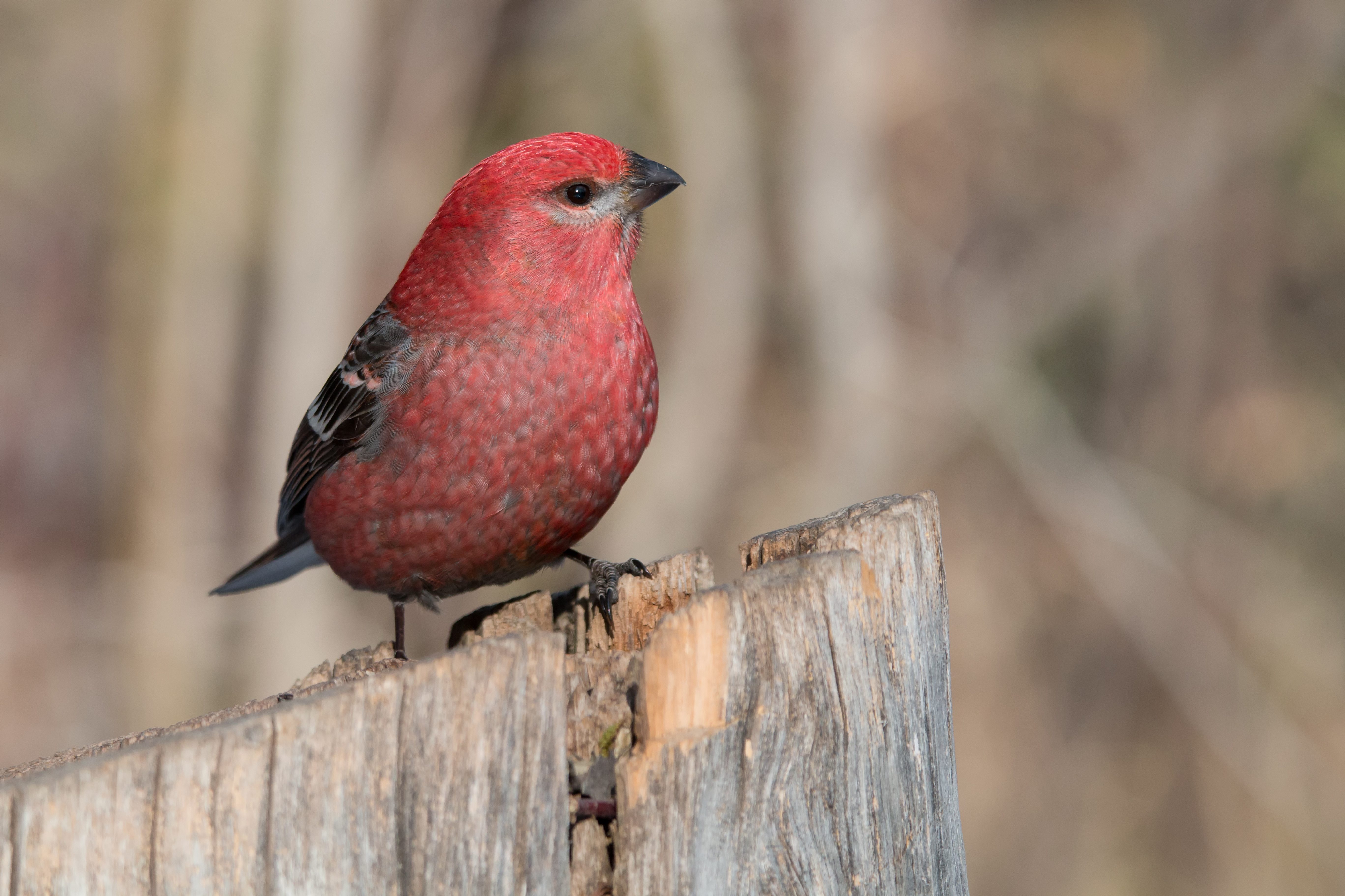 Male Pine Grosbeak