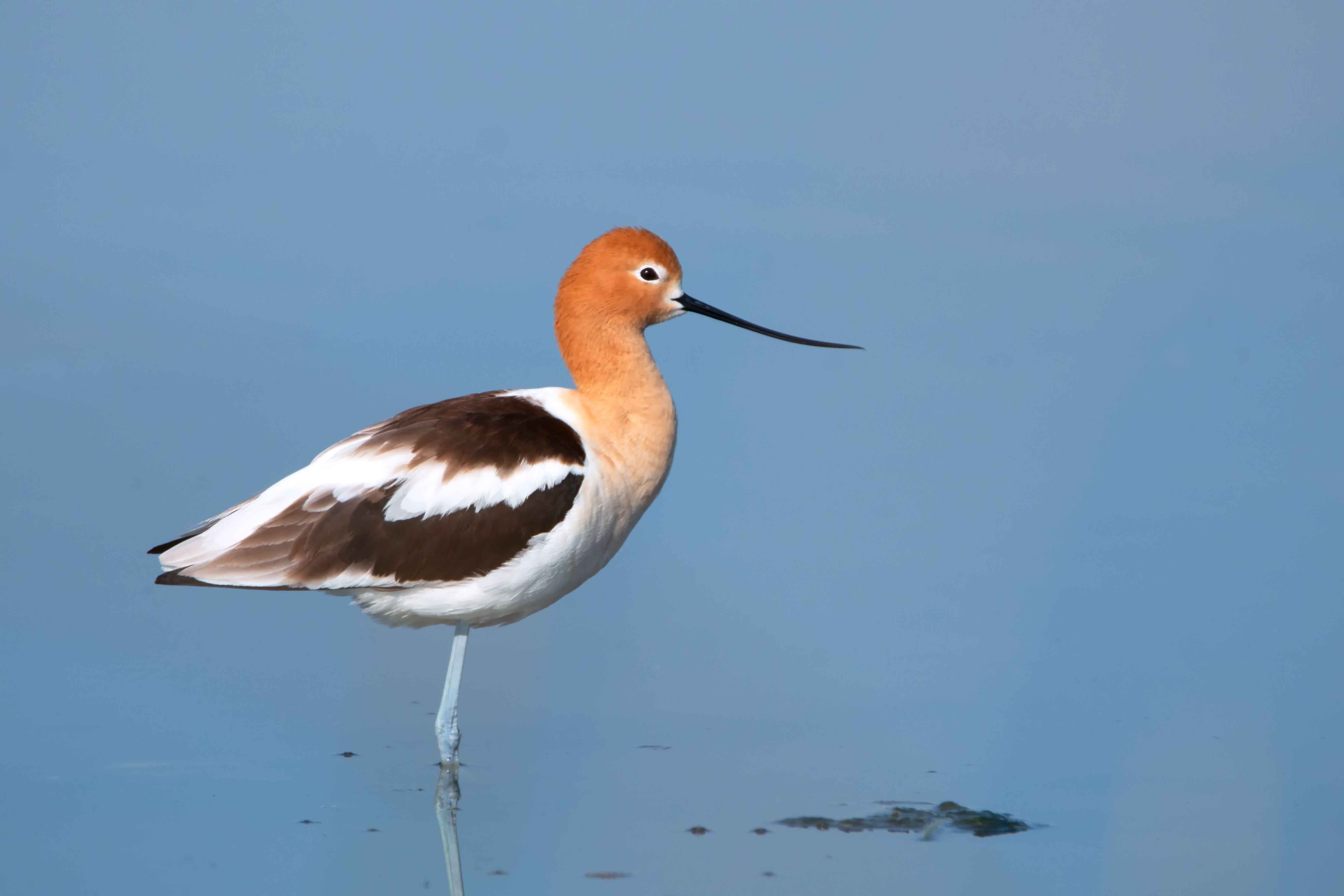 Avocet