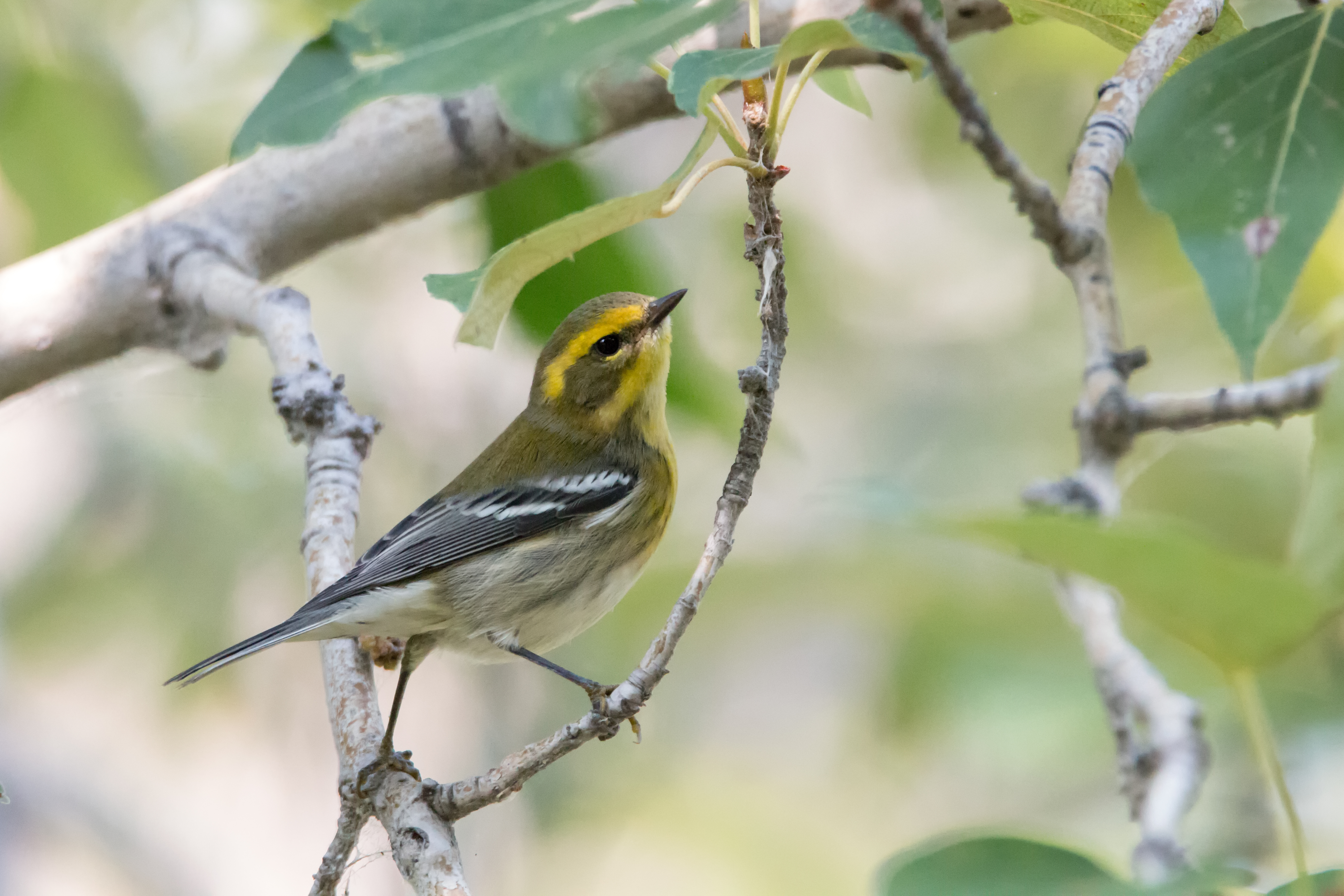 Townsend's Warbler