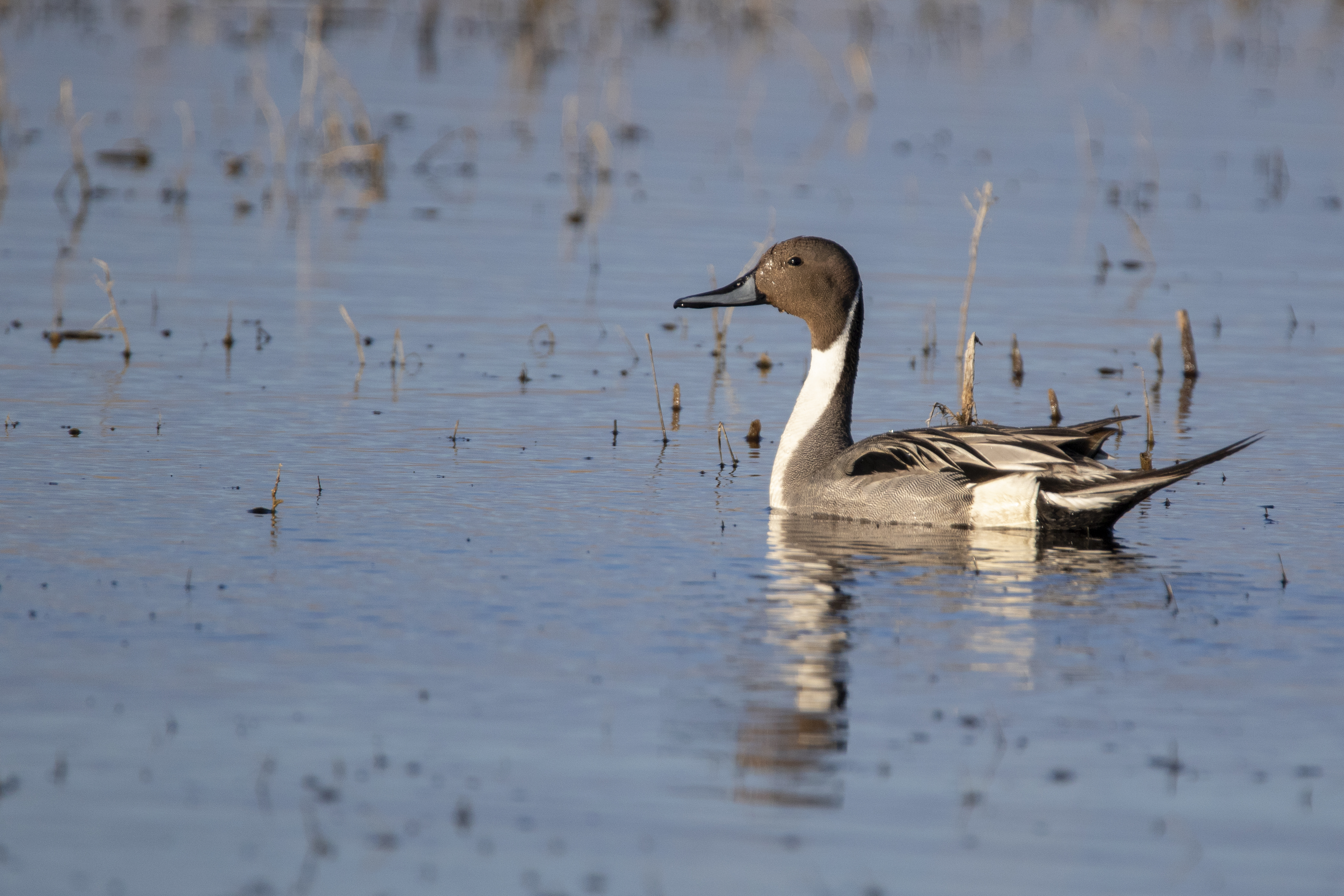 Northern Pintail