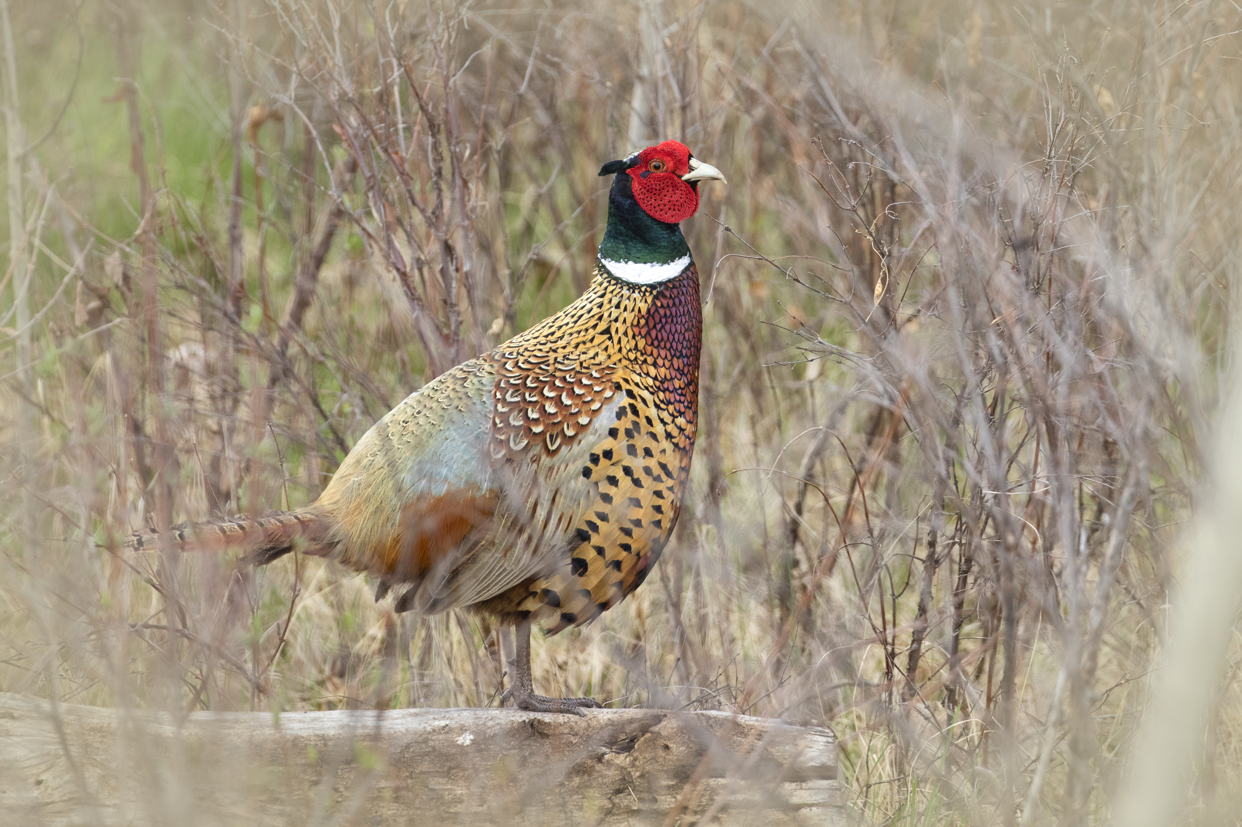 Ring-necked pheasant