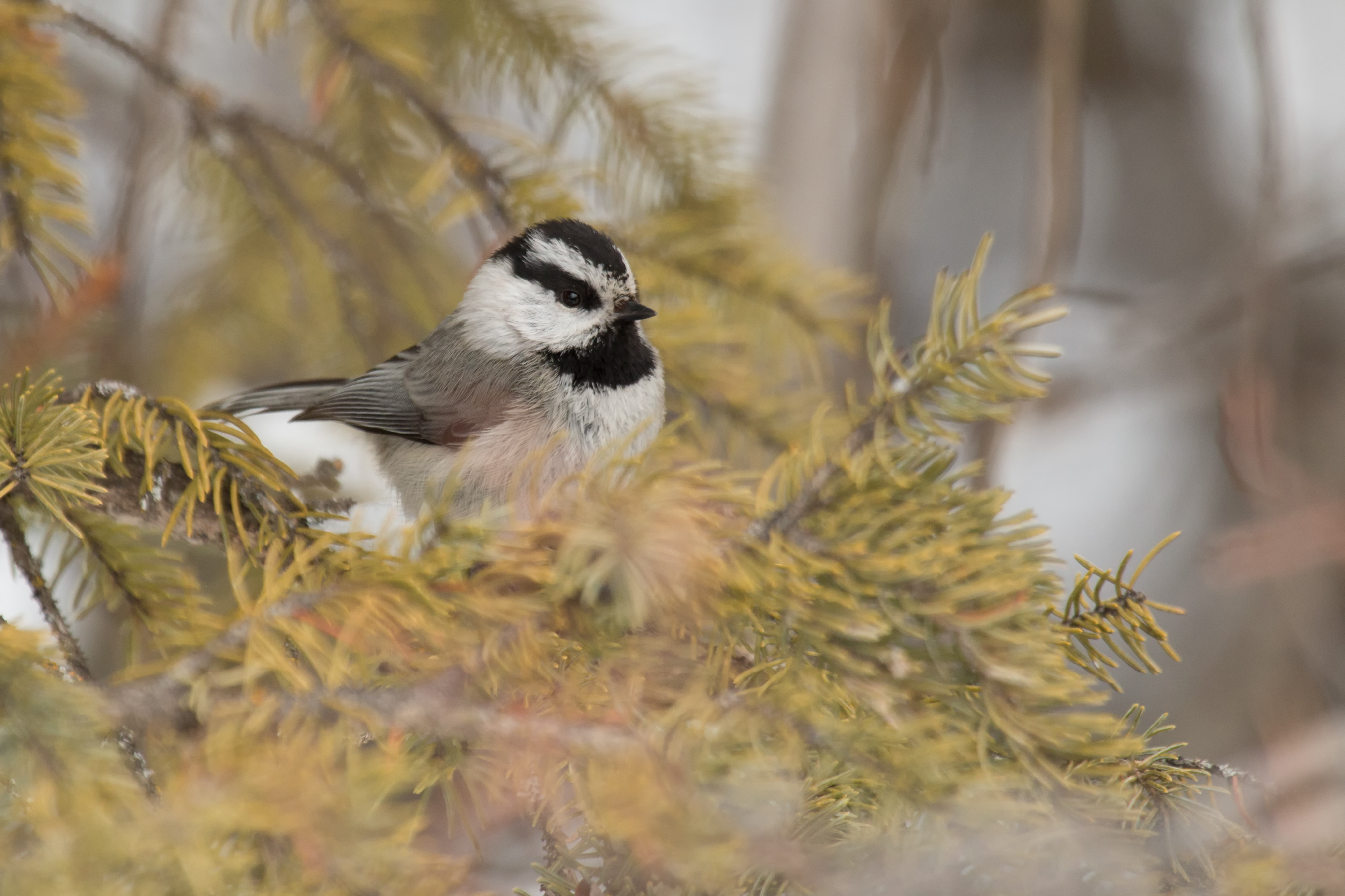 Mountain Chickadee