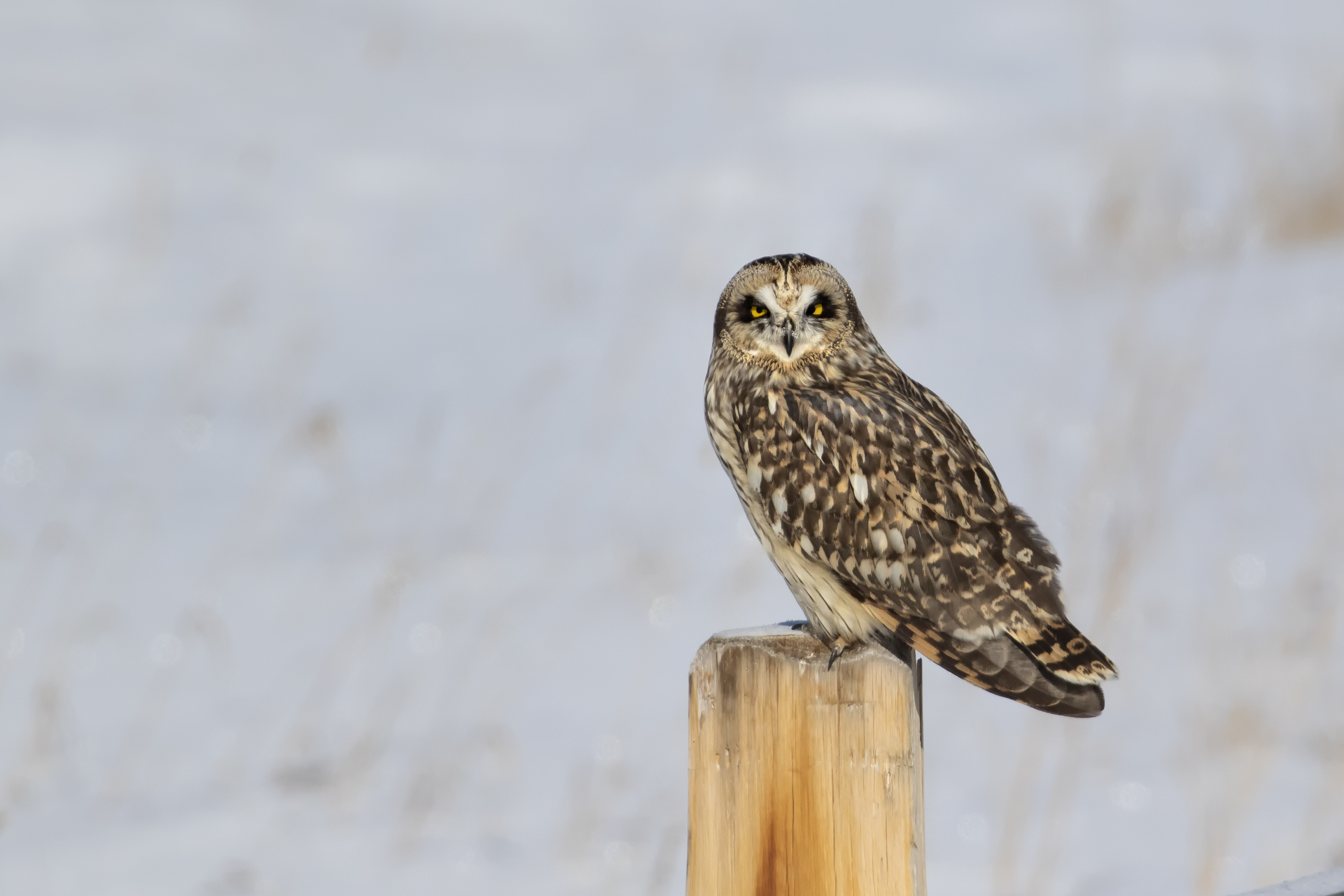 Short-Eared Owl