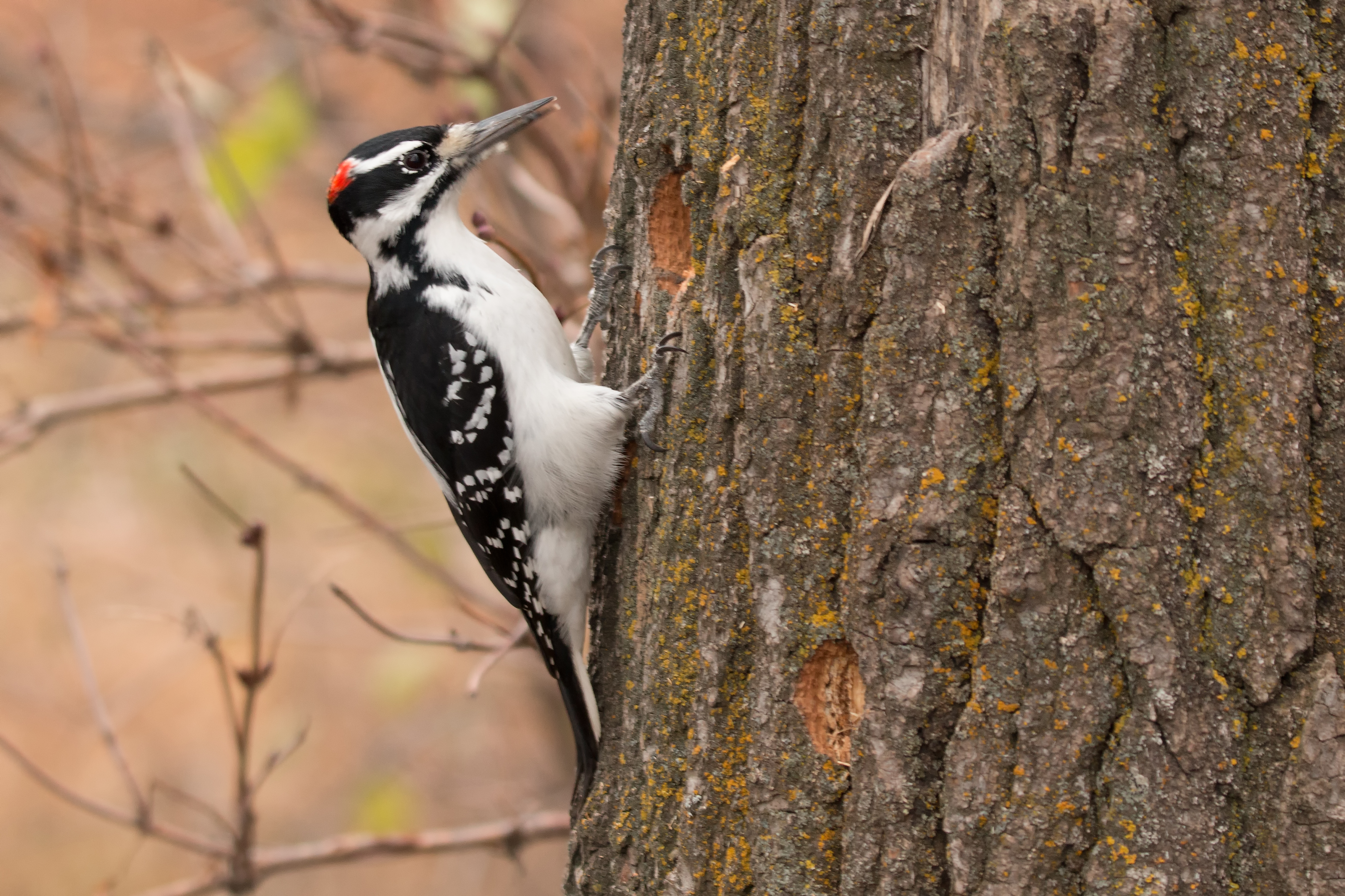 Hairy Woodpecker