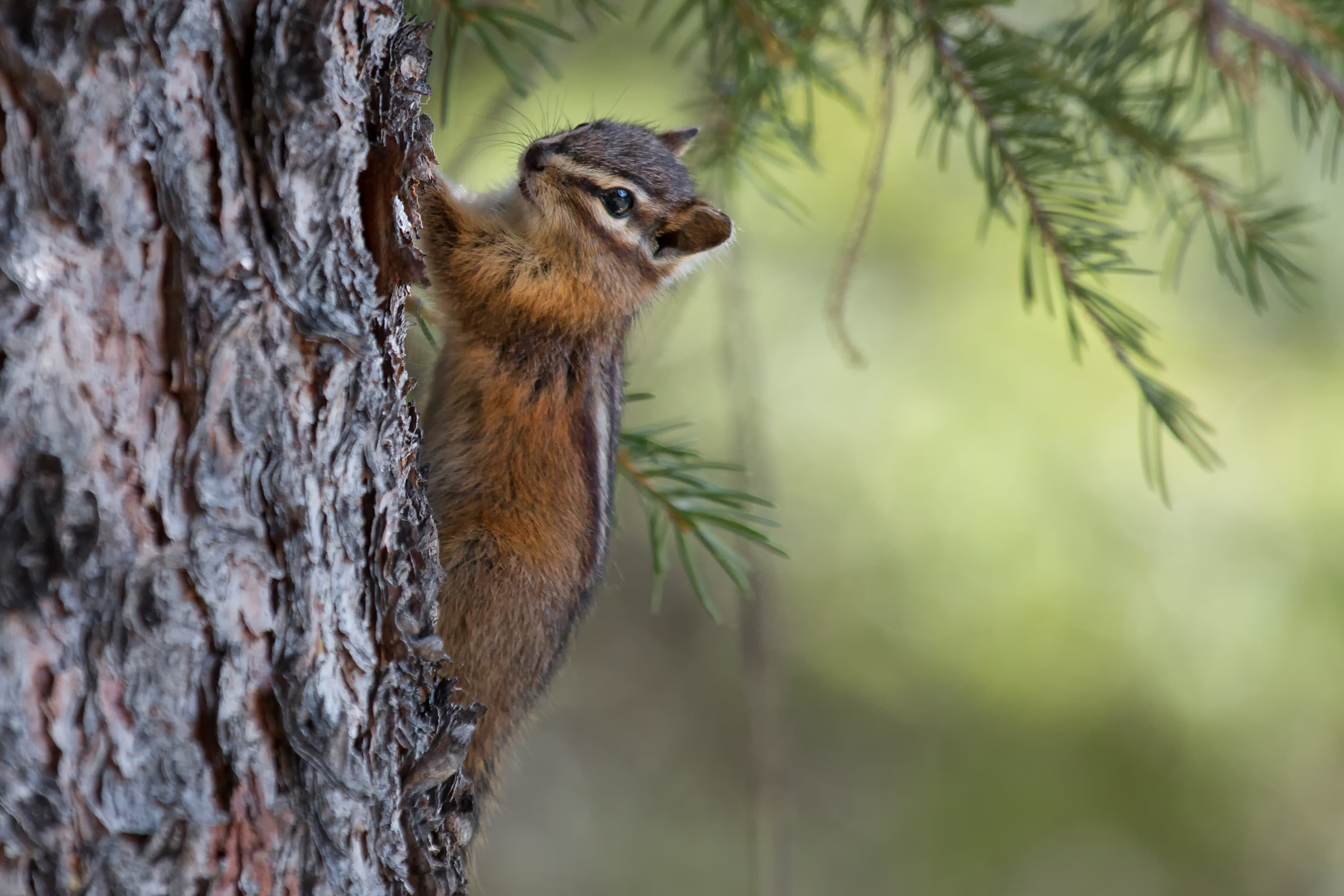 Chipmunk