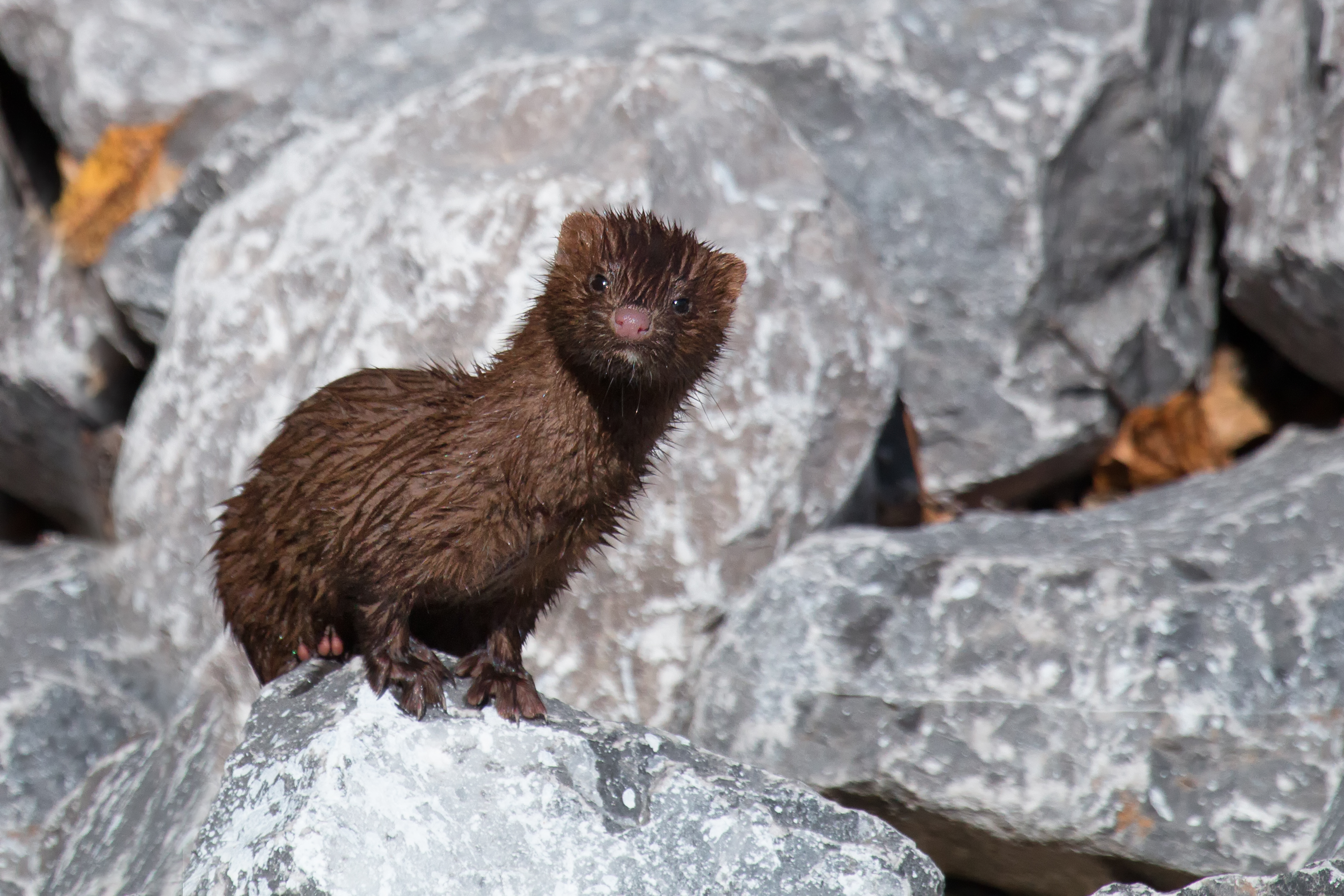 Mink