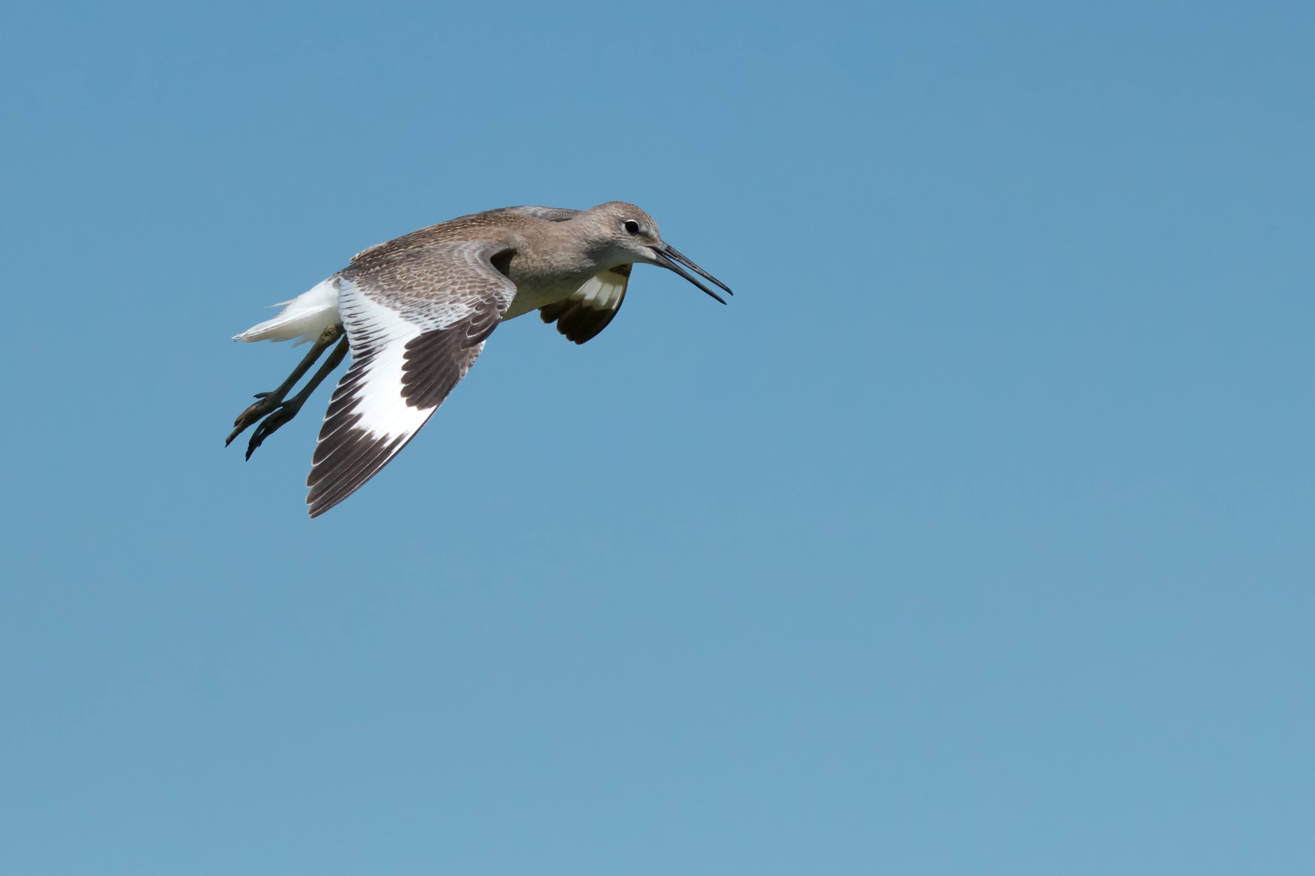 Willet in Flight