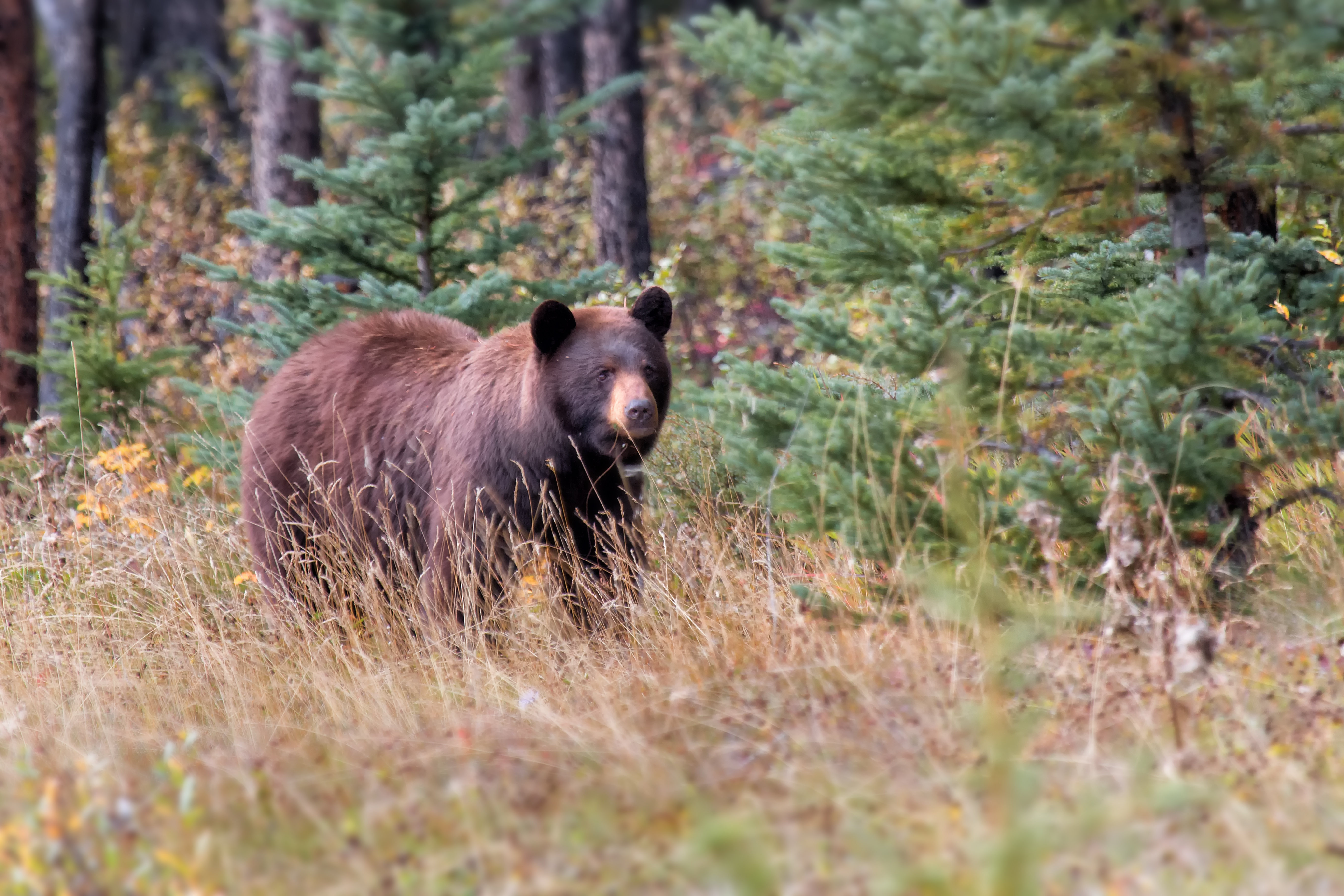 Grizzly Male