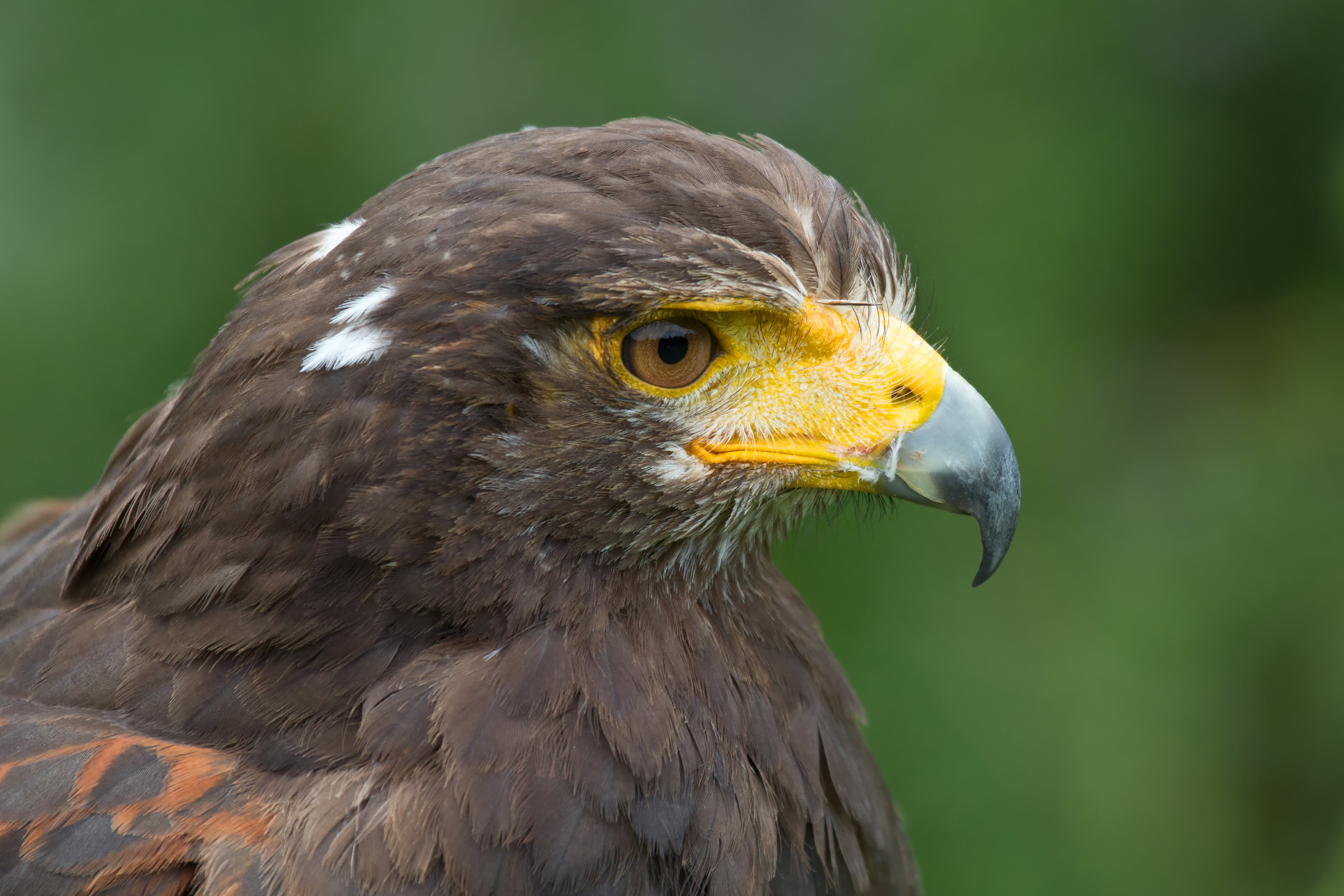 Harris Hawk