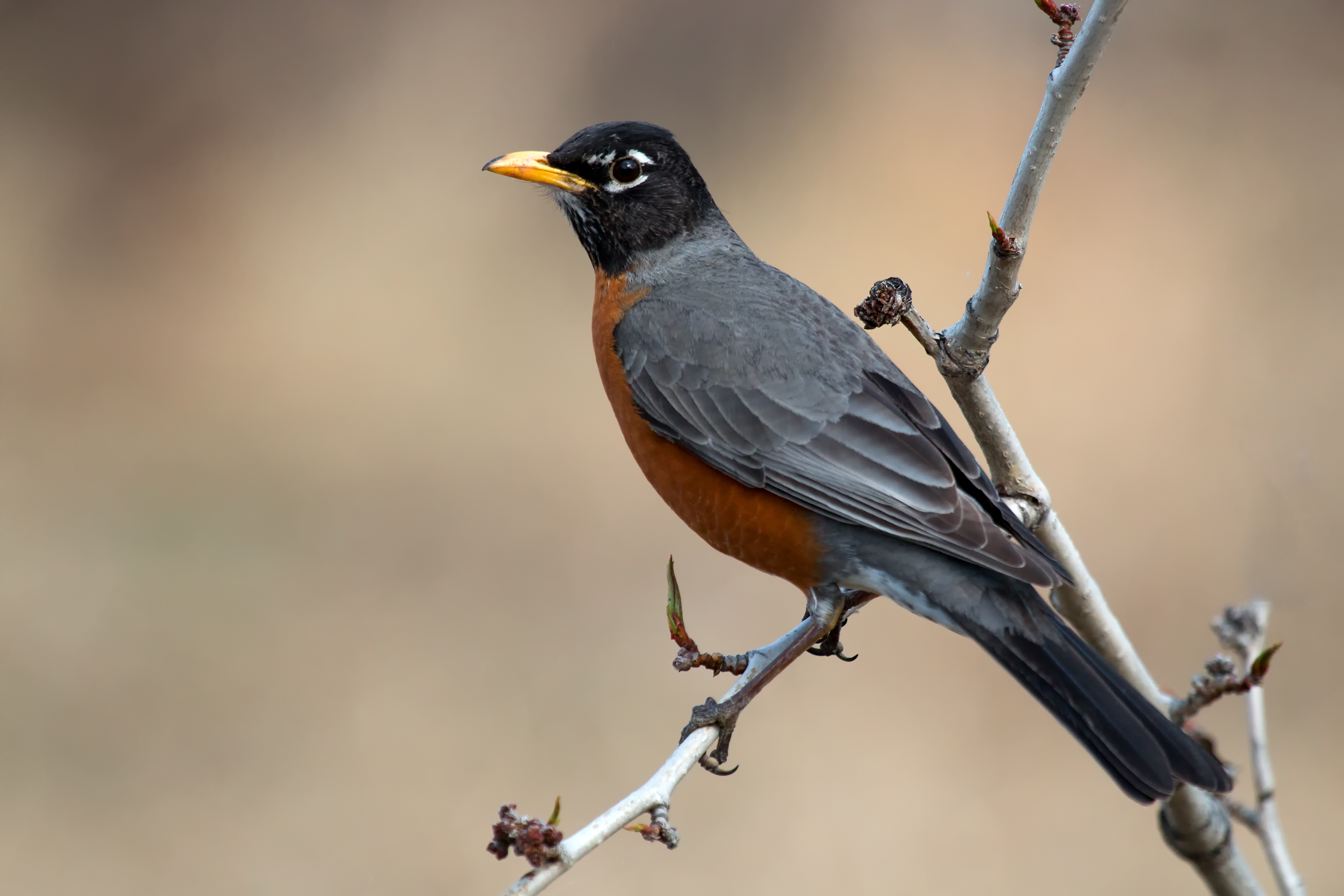 American Robin