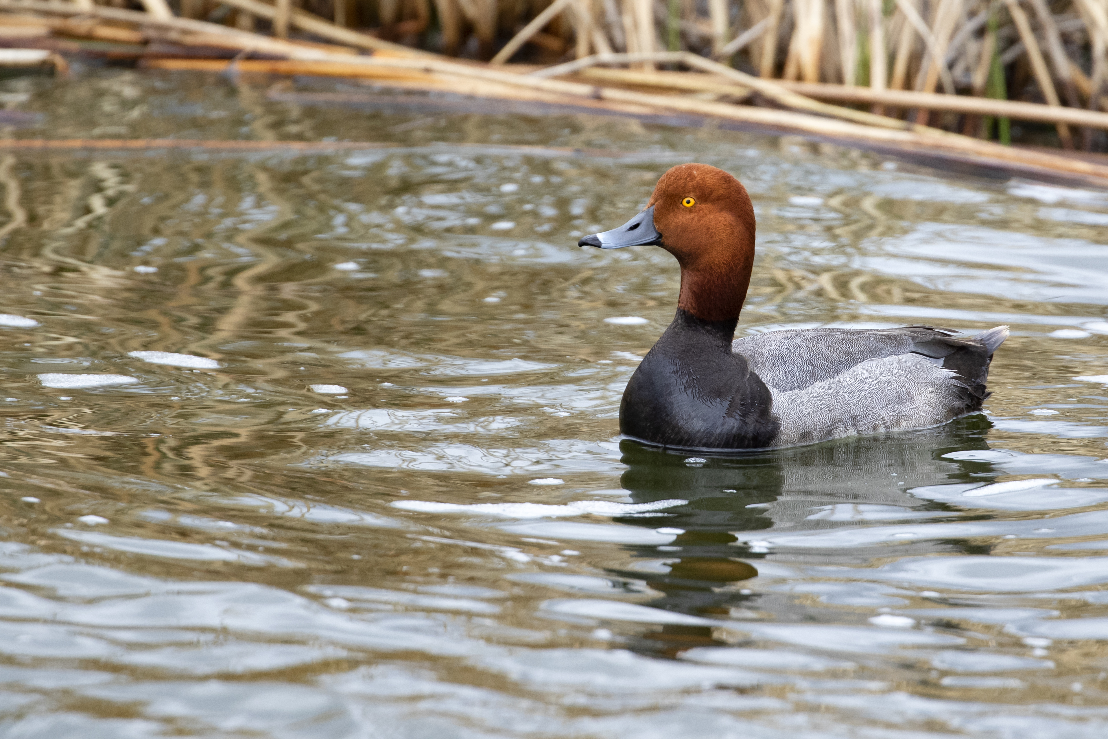 Red-Headed Duck