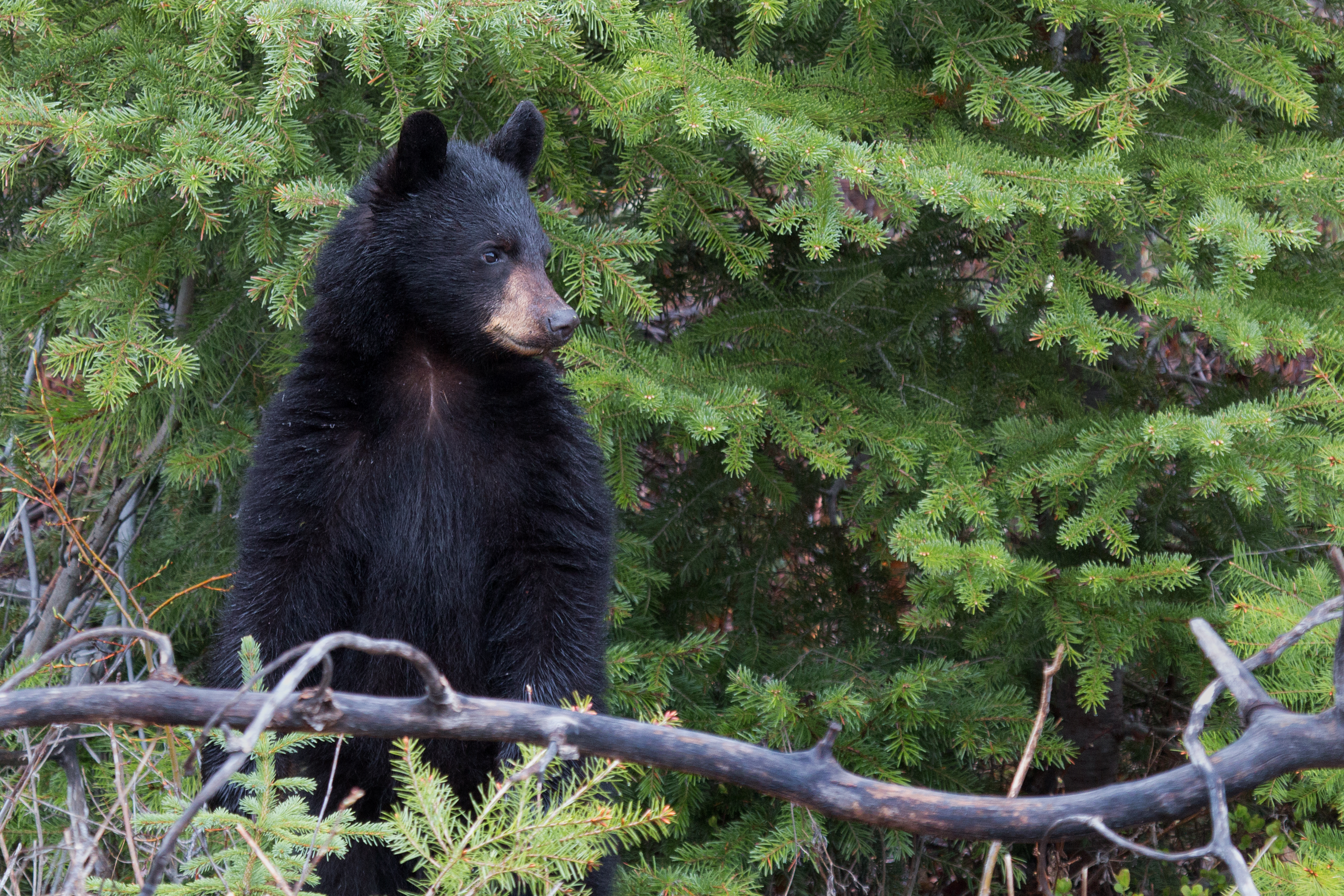 Cub on alert