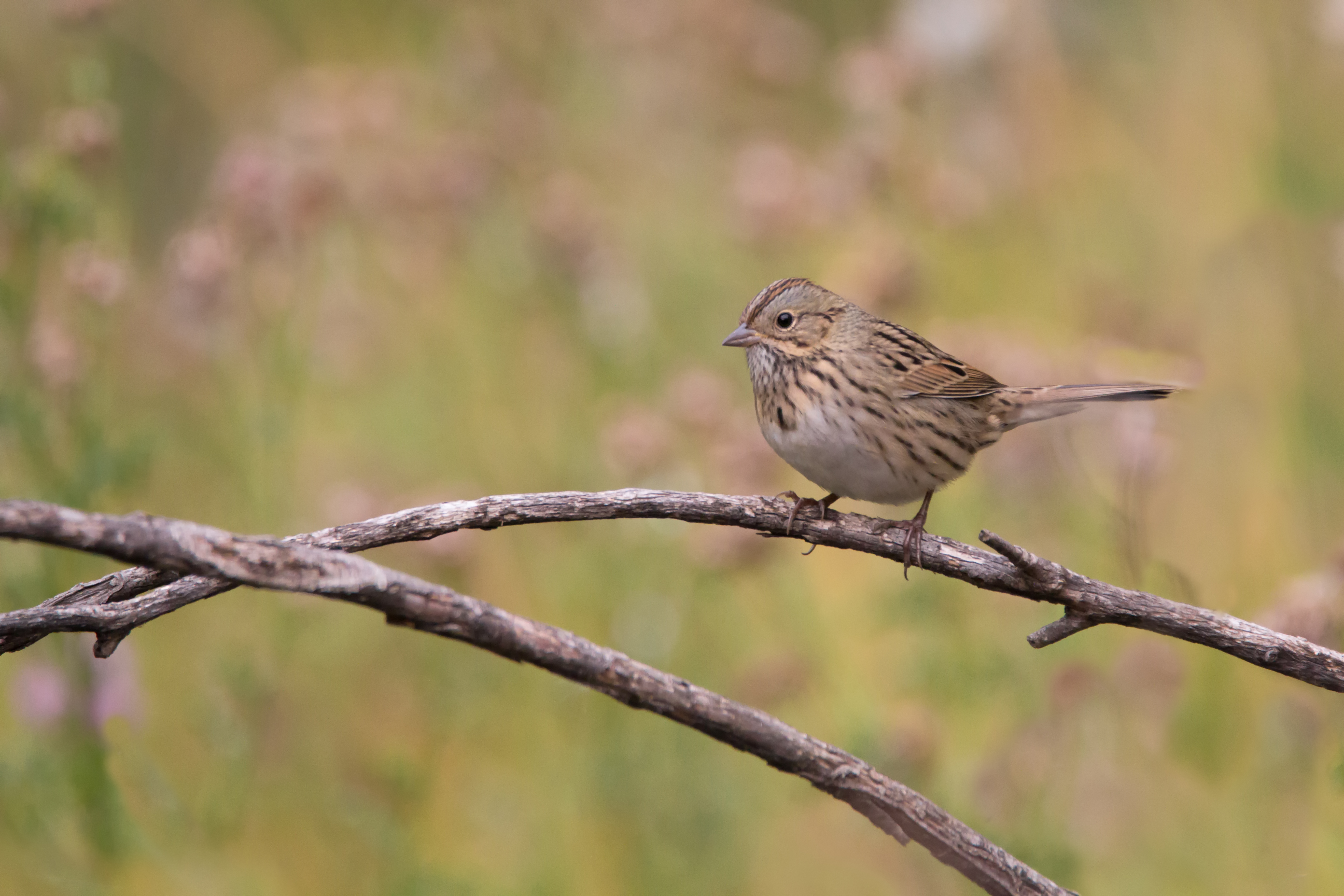 Lincoln's Sparrow
