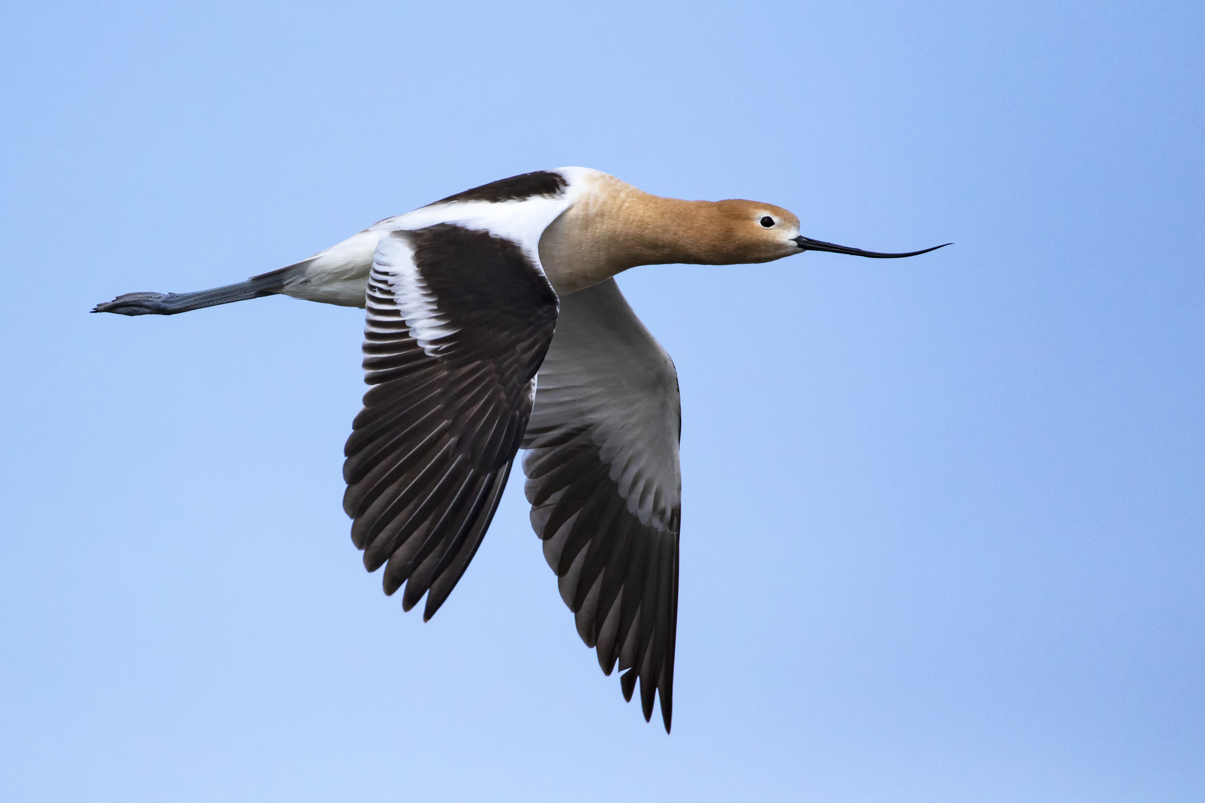 Elegant Avocet