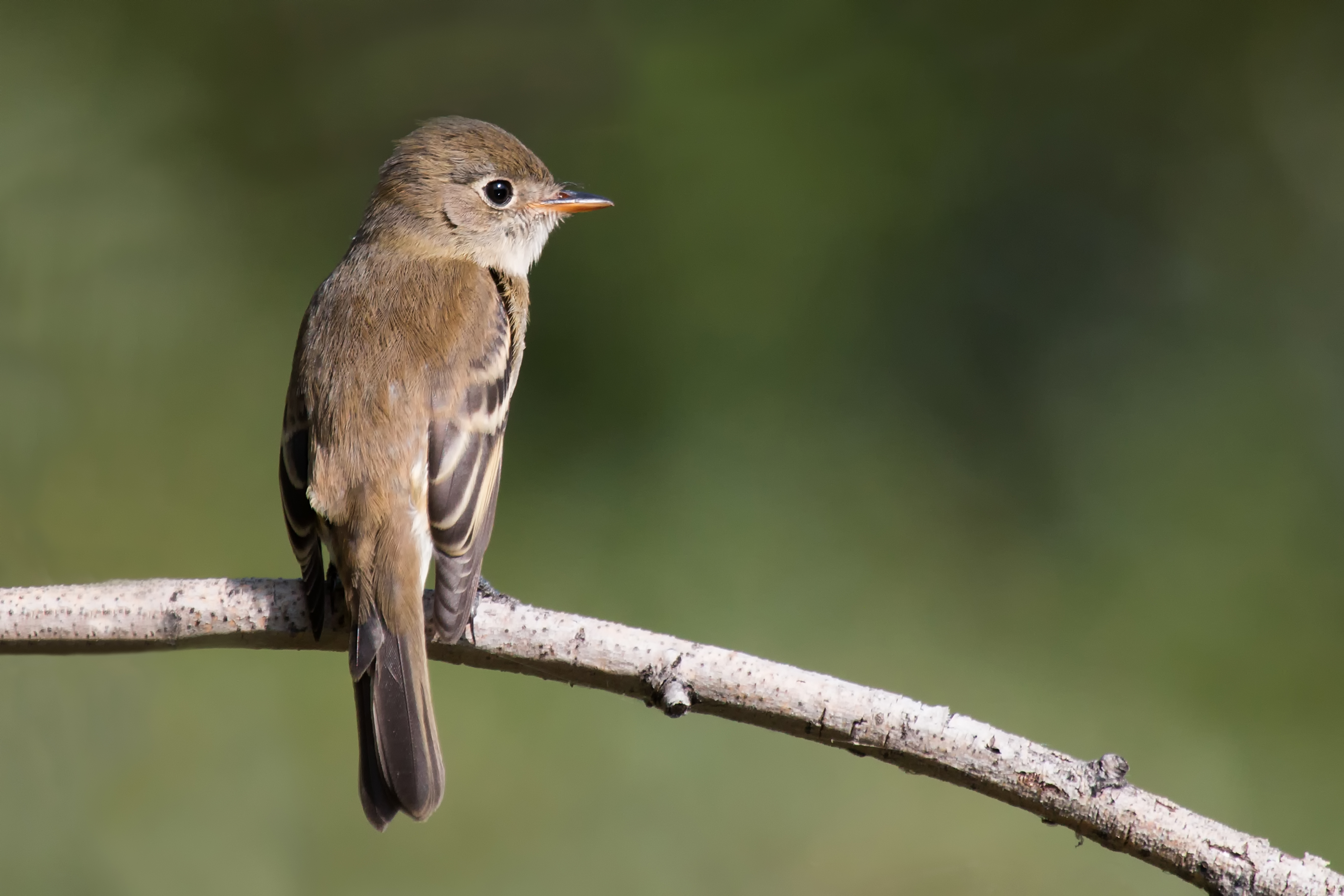 Alder Flycatcher