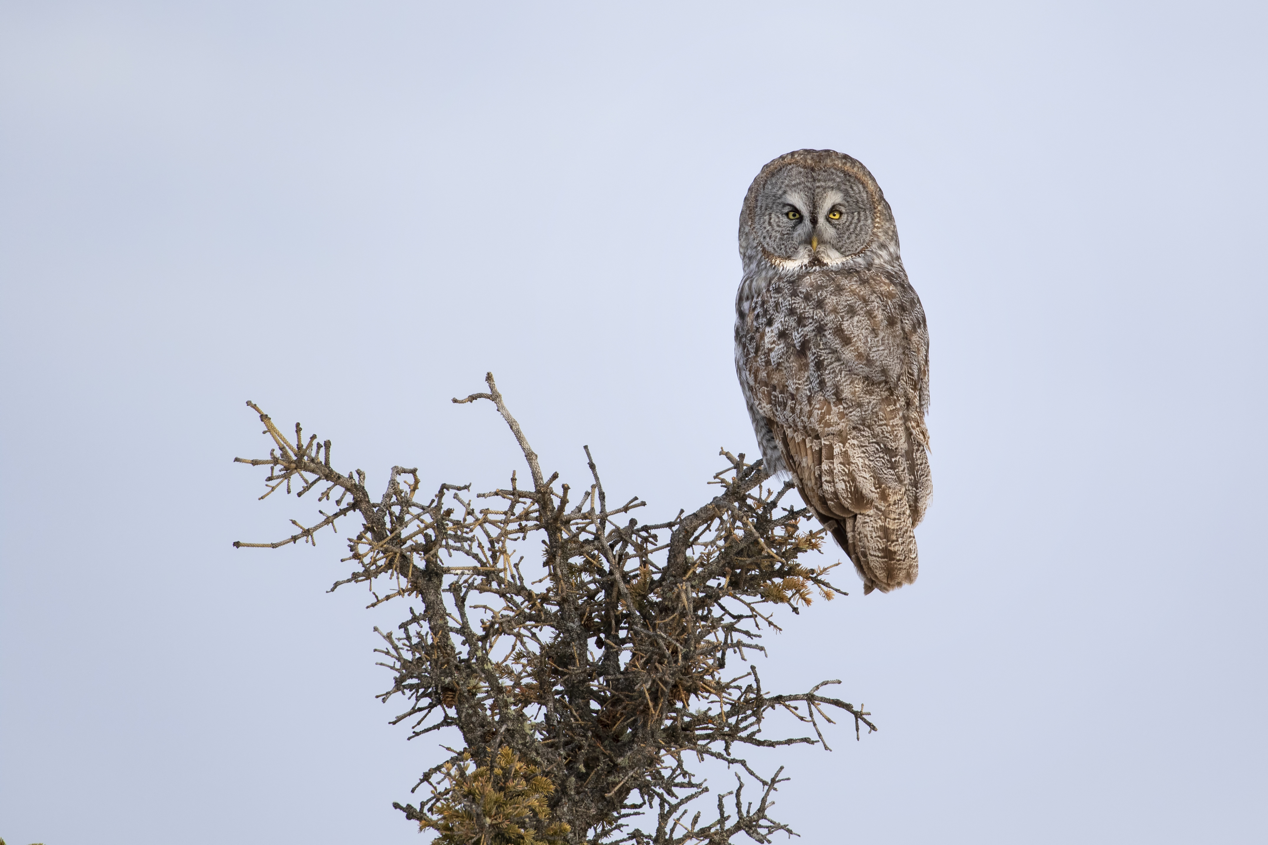 Great Grey Owl Stare