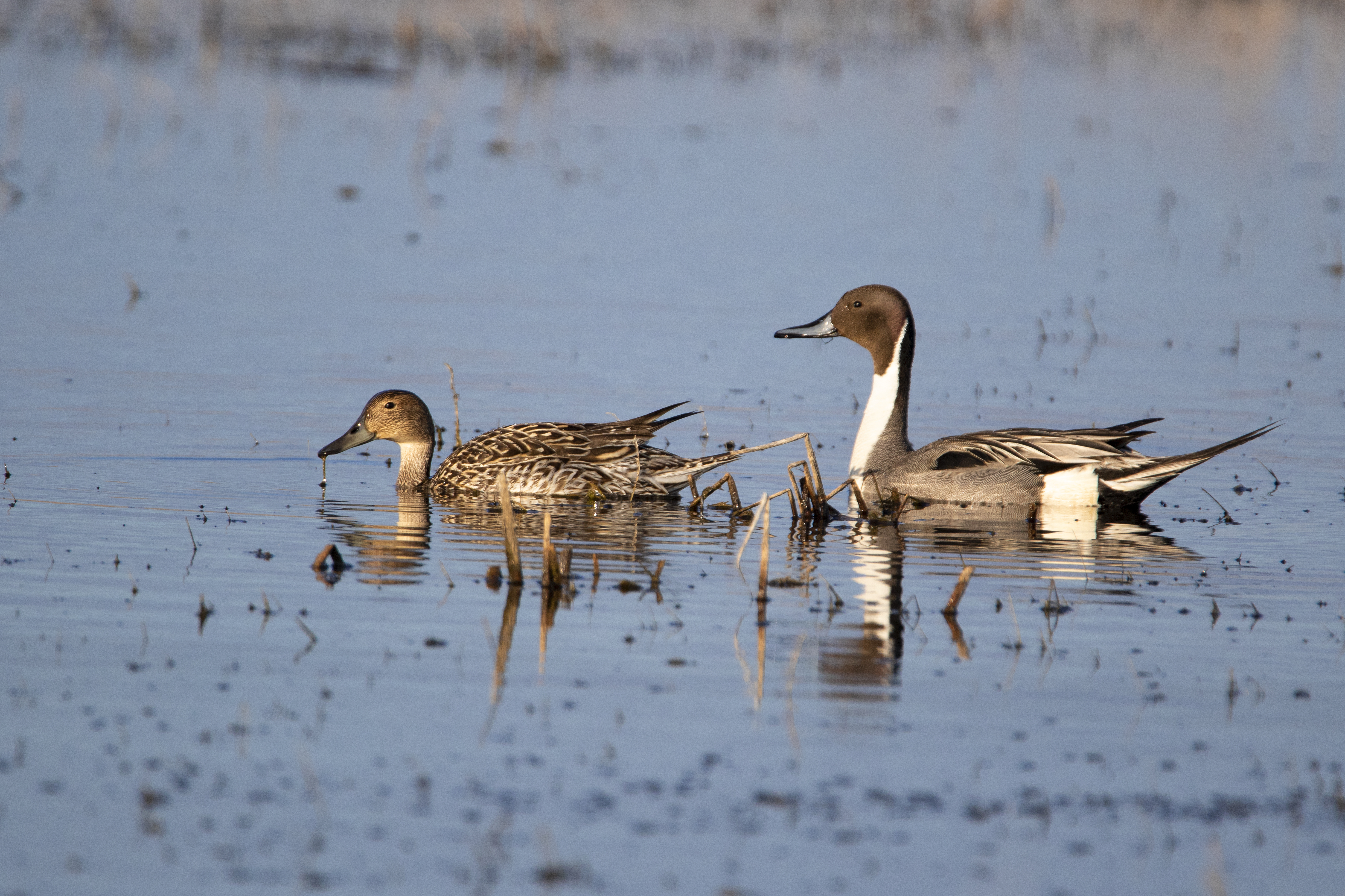 Pintail Pair