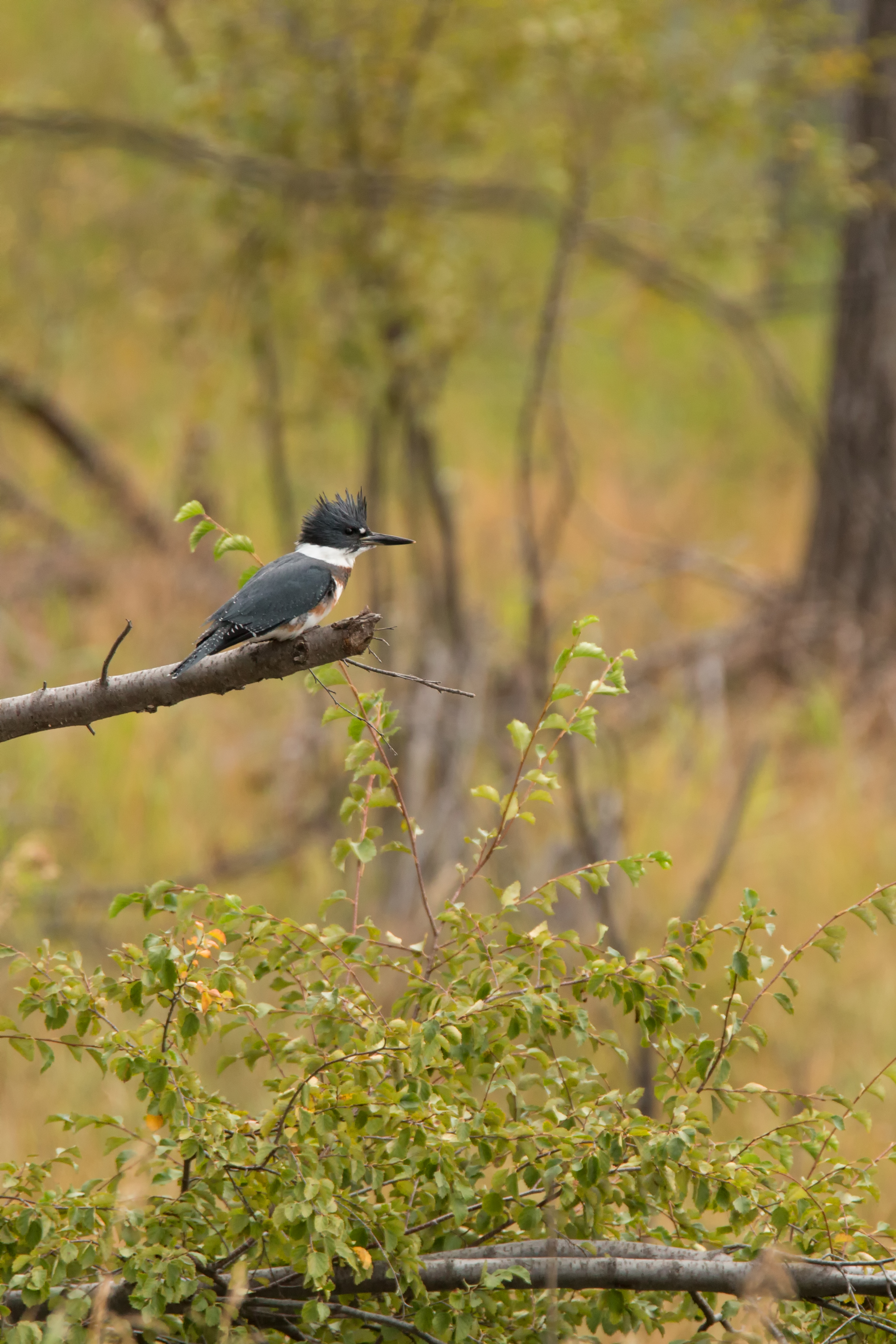 Belted Kingfisher