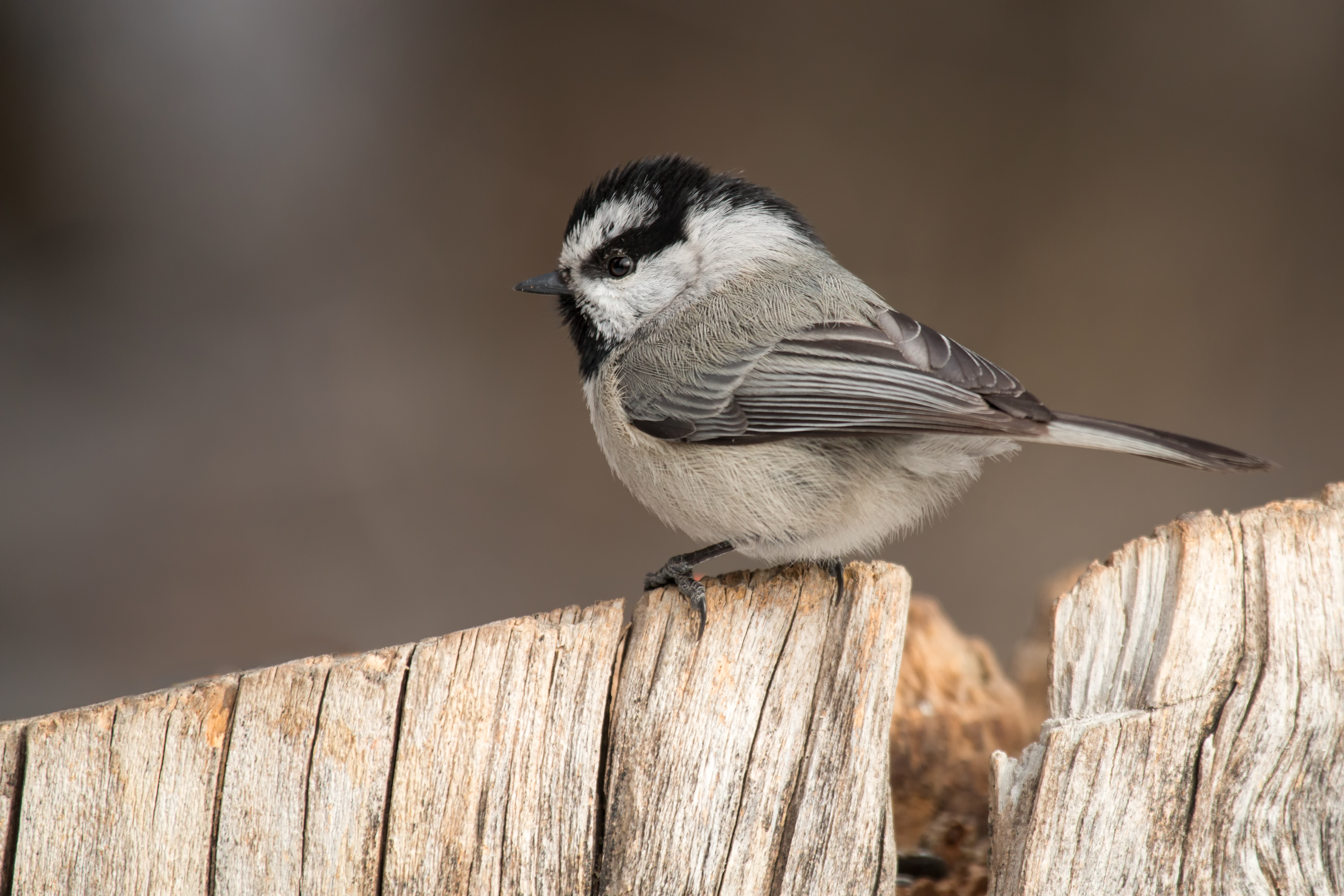 Mountain Chickadee