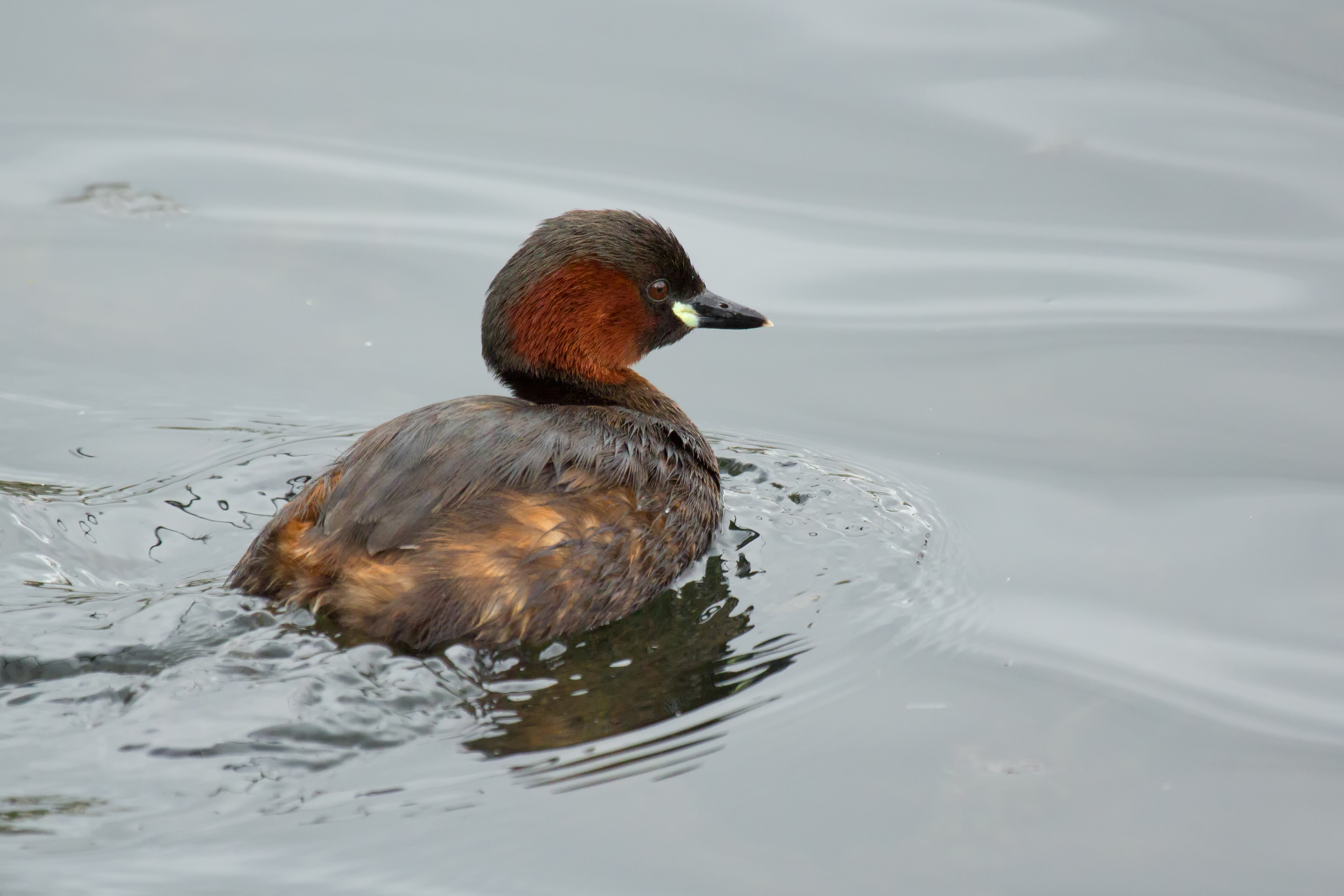 Little Grebe