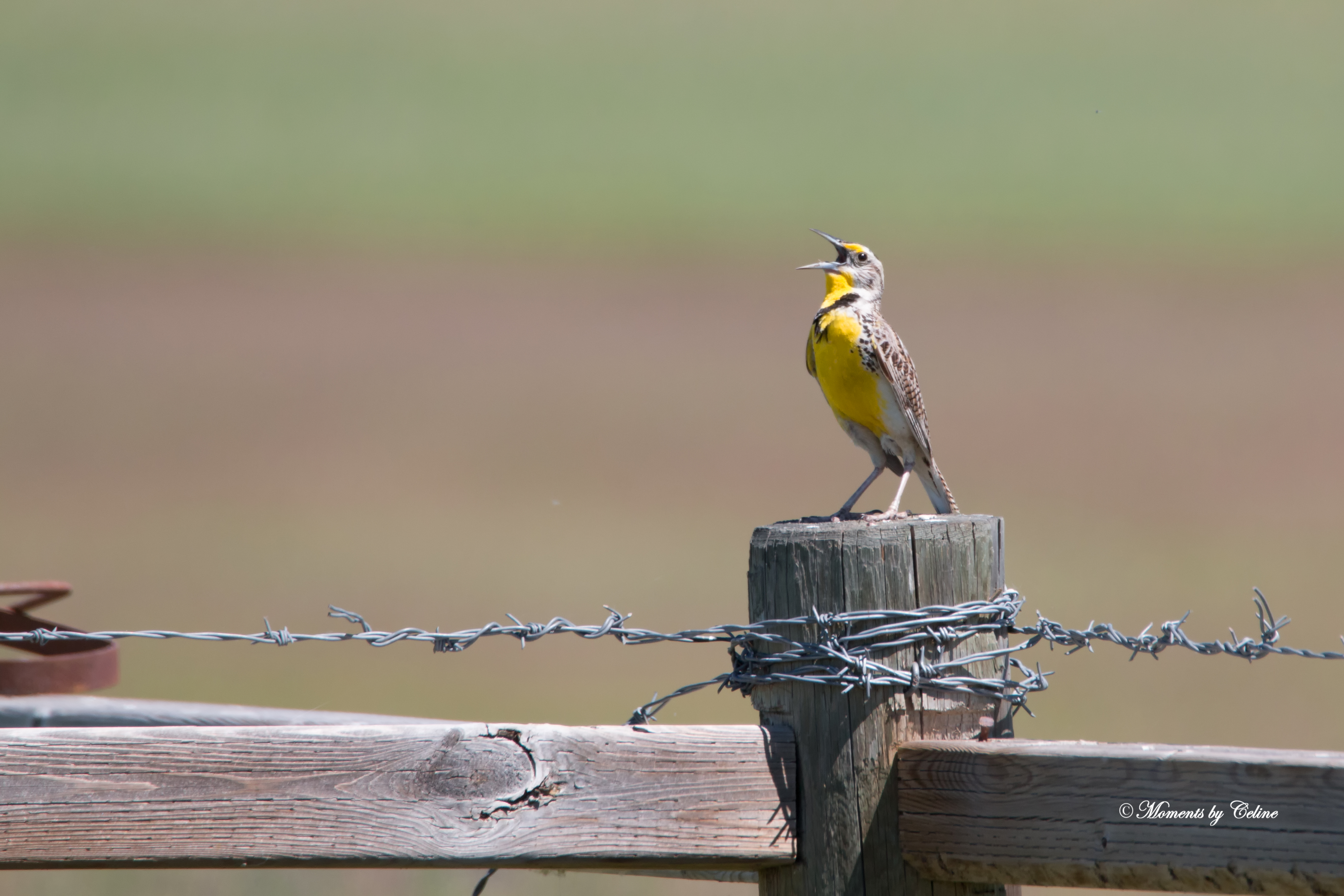 Meadow Lark