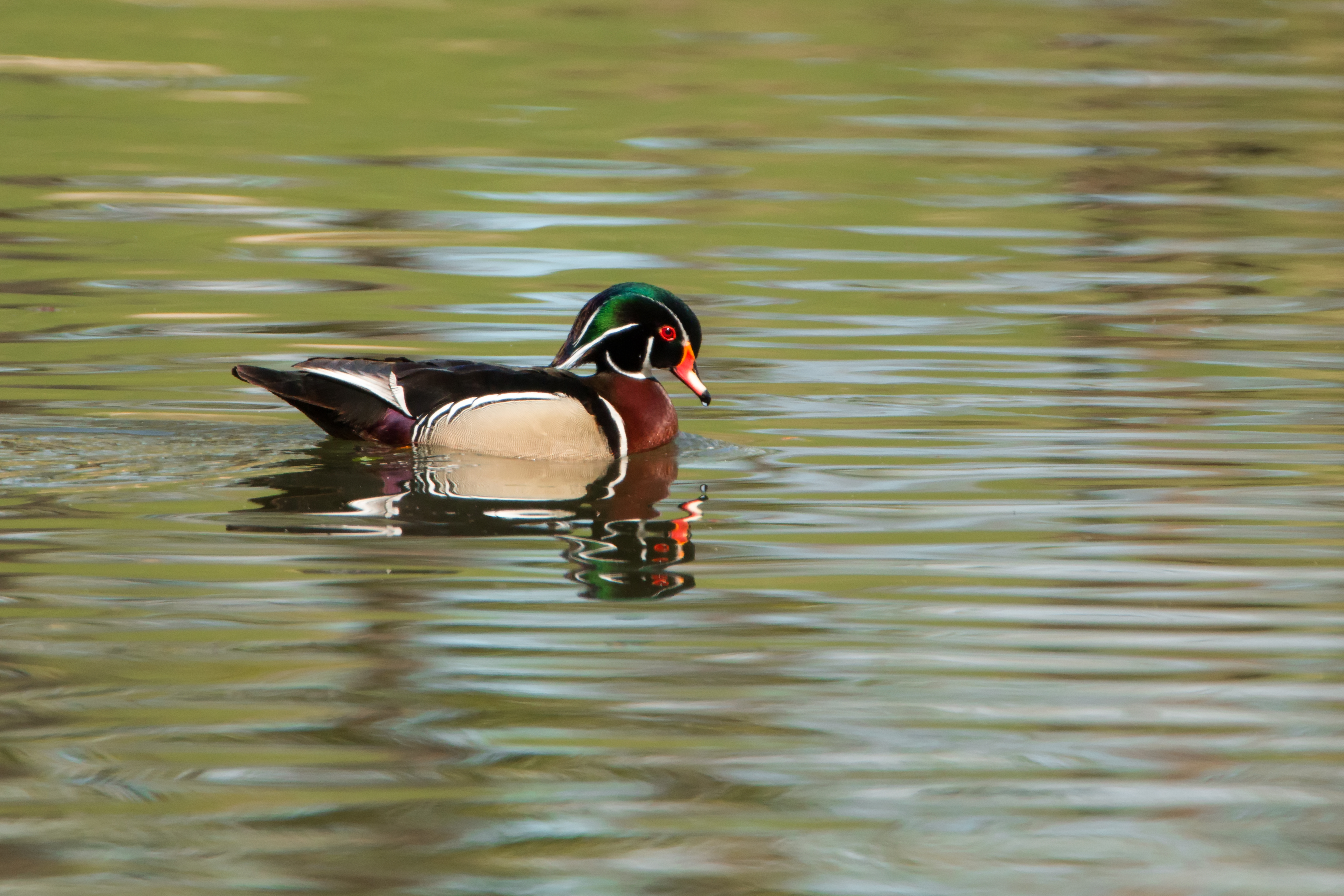 Wood Duck Drake