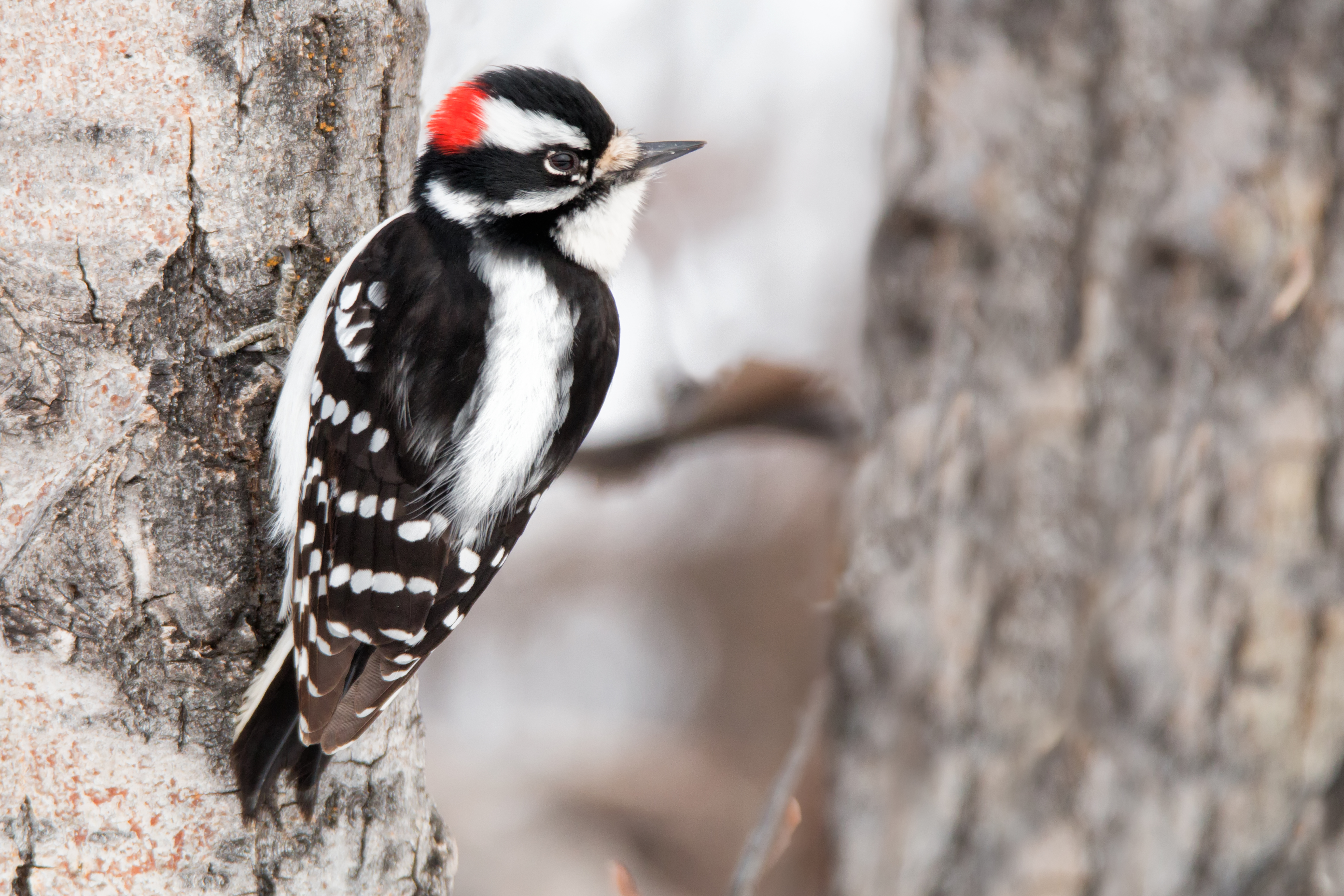 Downey Woodpecker