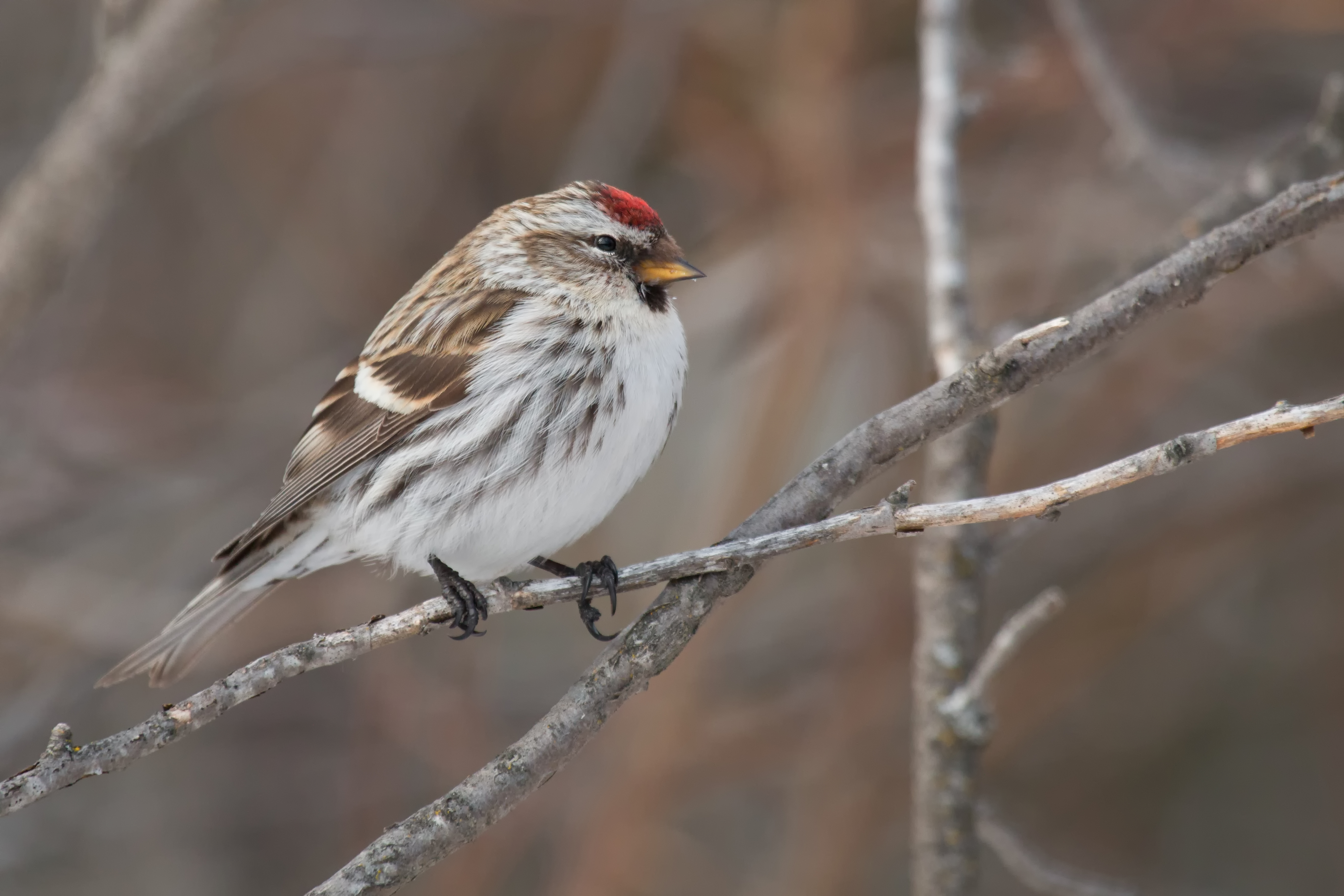 Redpoll