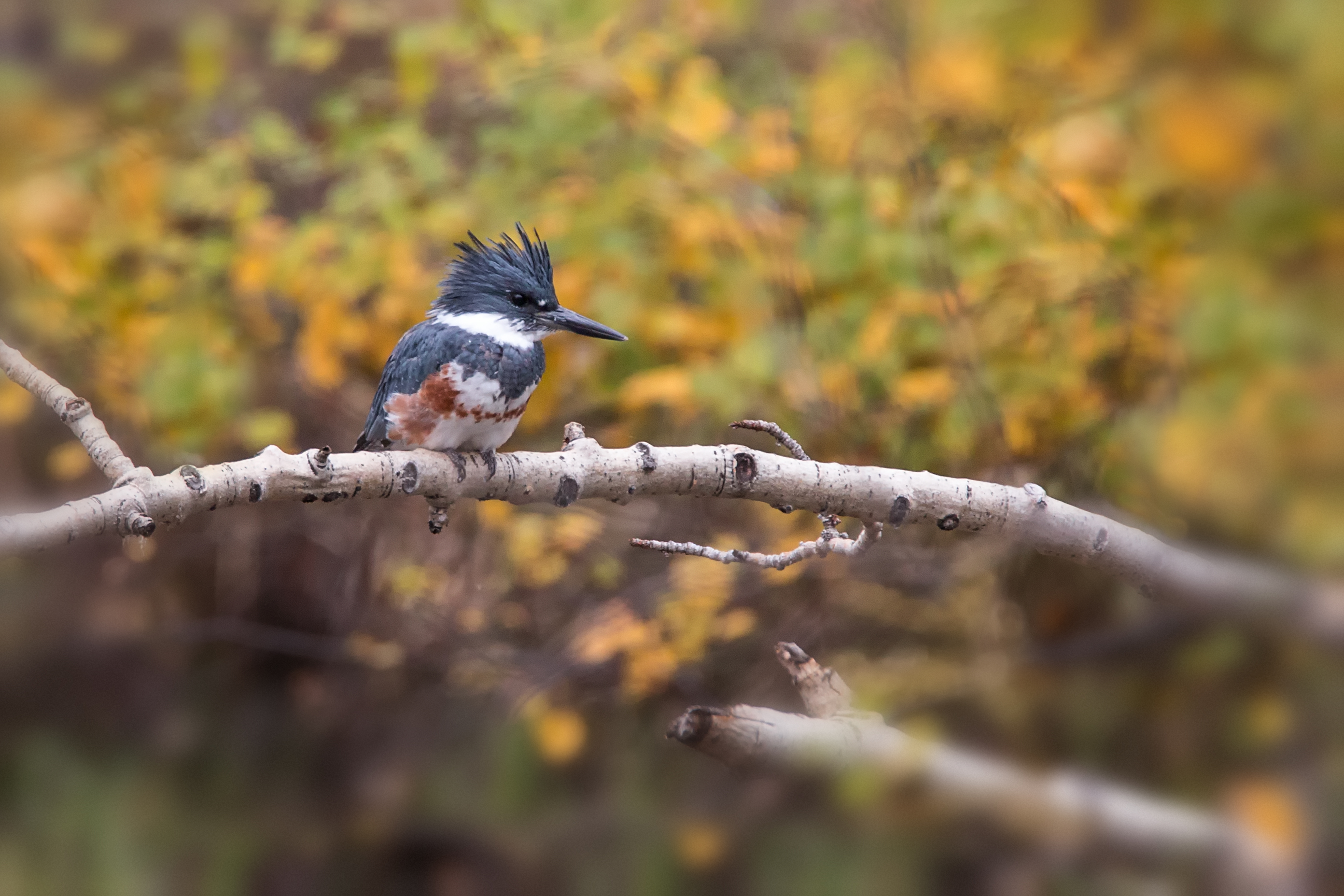 Belted Kingfisher