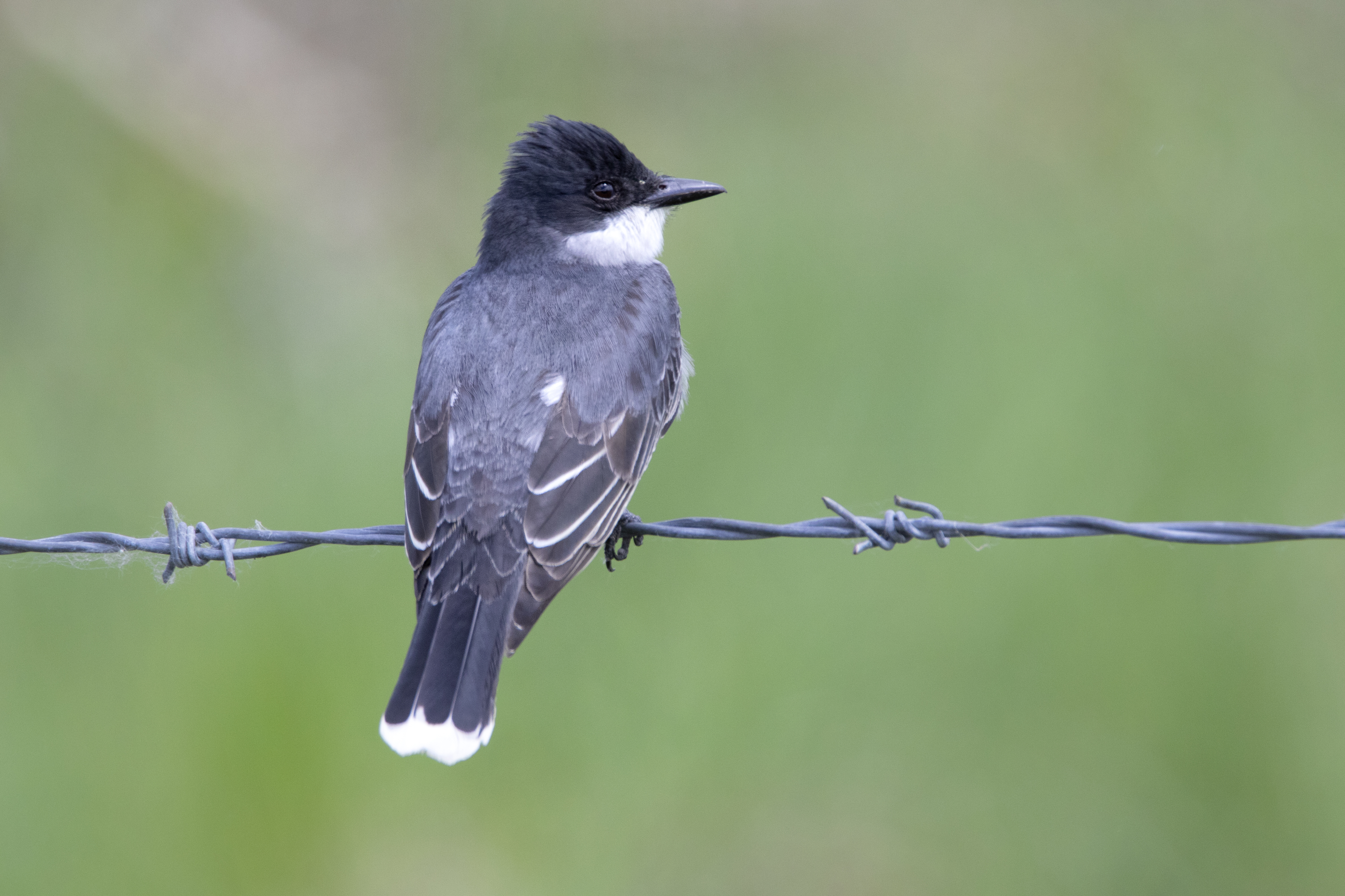 Eastern Kingbird