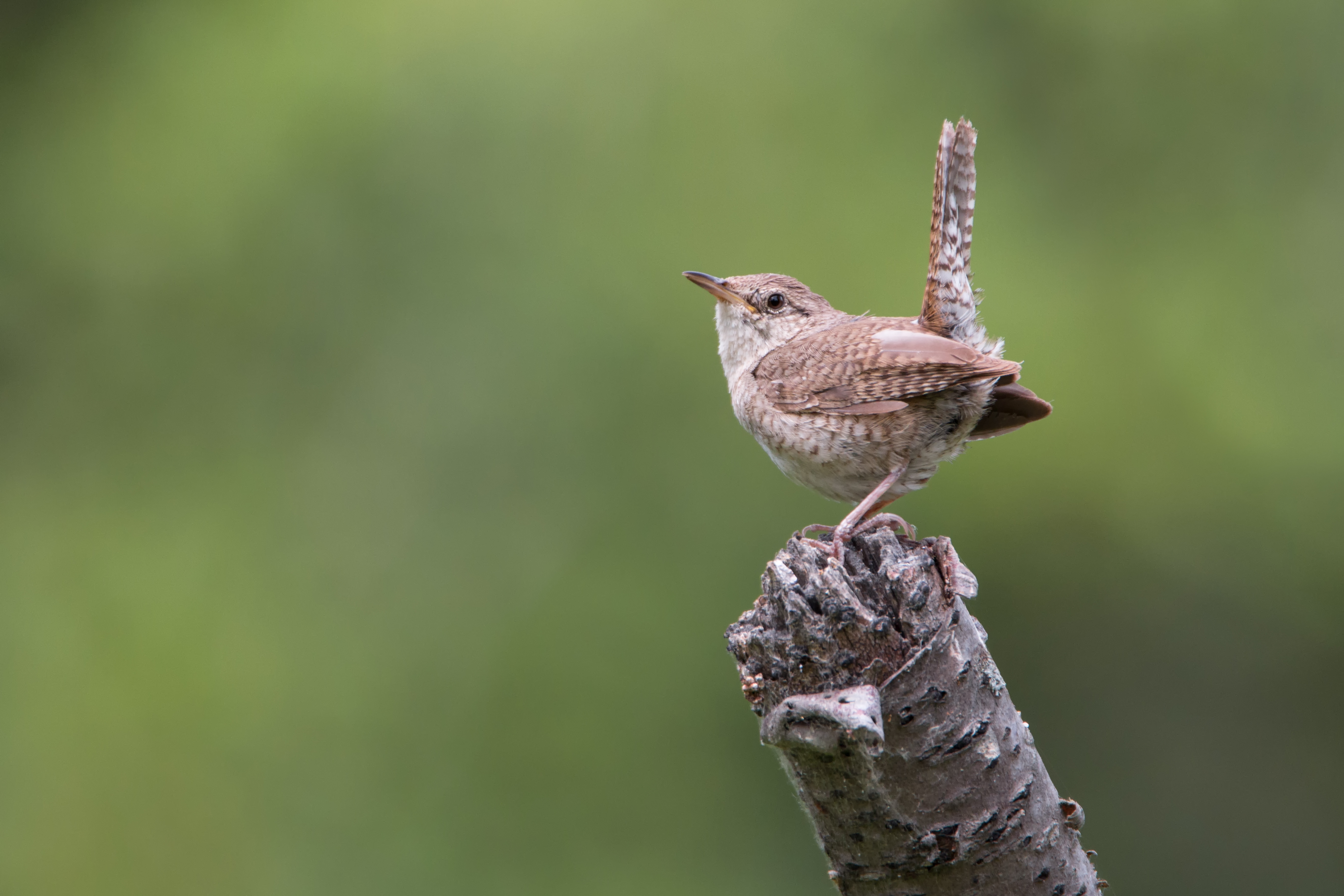 House Wren