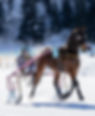 white snow and horse