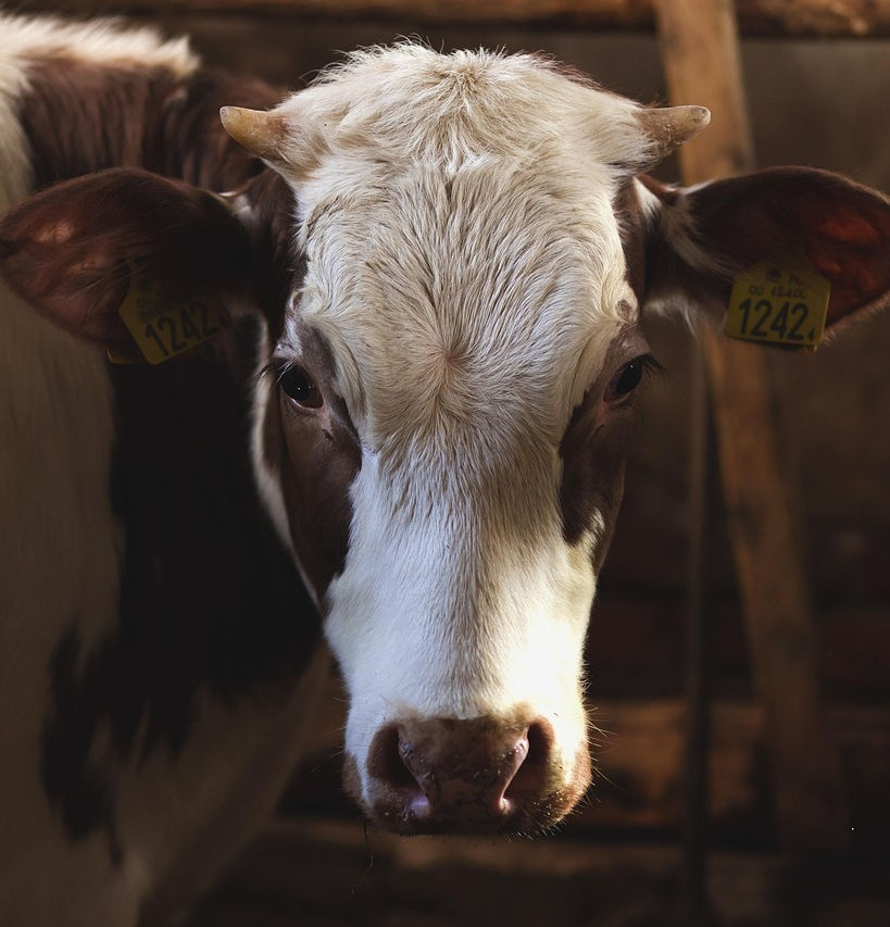 Switzerland’s First Cow Toilet