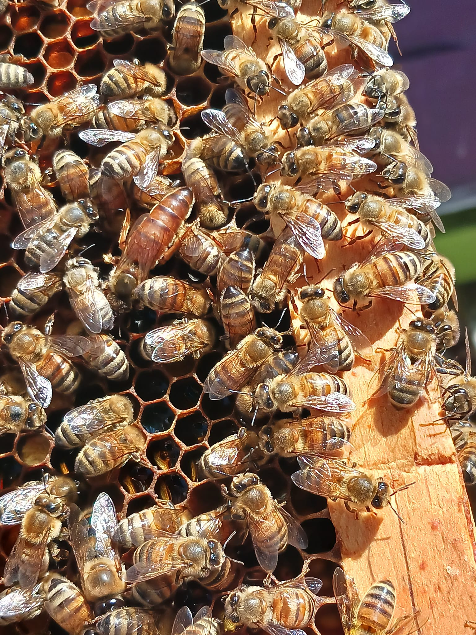 Swarm prevention and how to split your strong colonies and making their ...